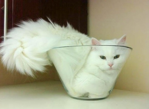 Hahaha Mew in Fish Cup Lolz )