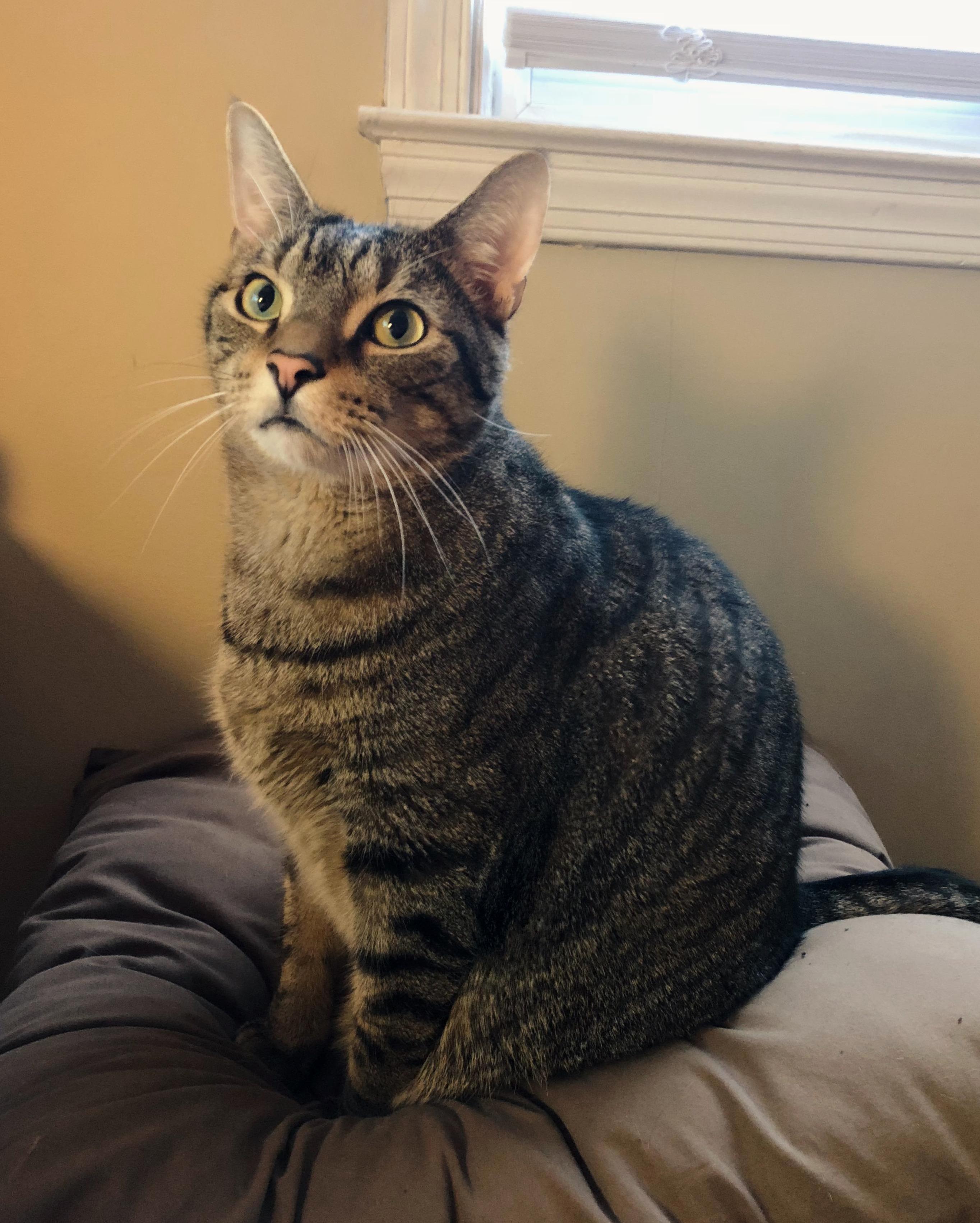 Hated and Afraid Cats My Entire Life, but This Guy Changed My Opinion