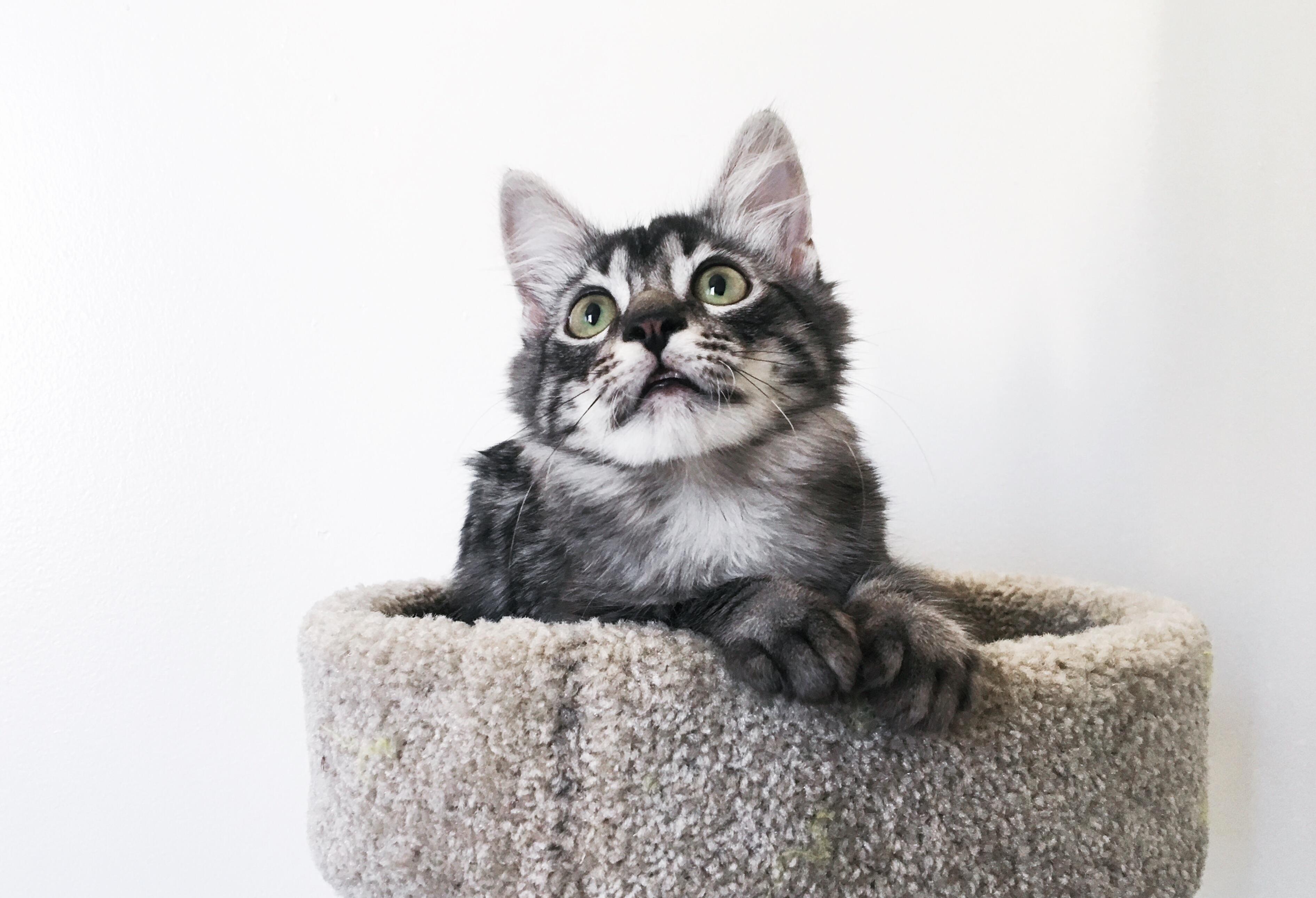 Hawkins Practicing His Glamour Shot Pose