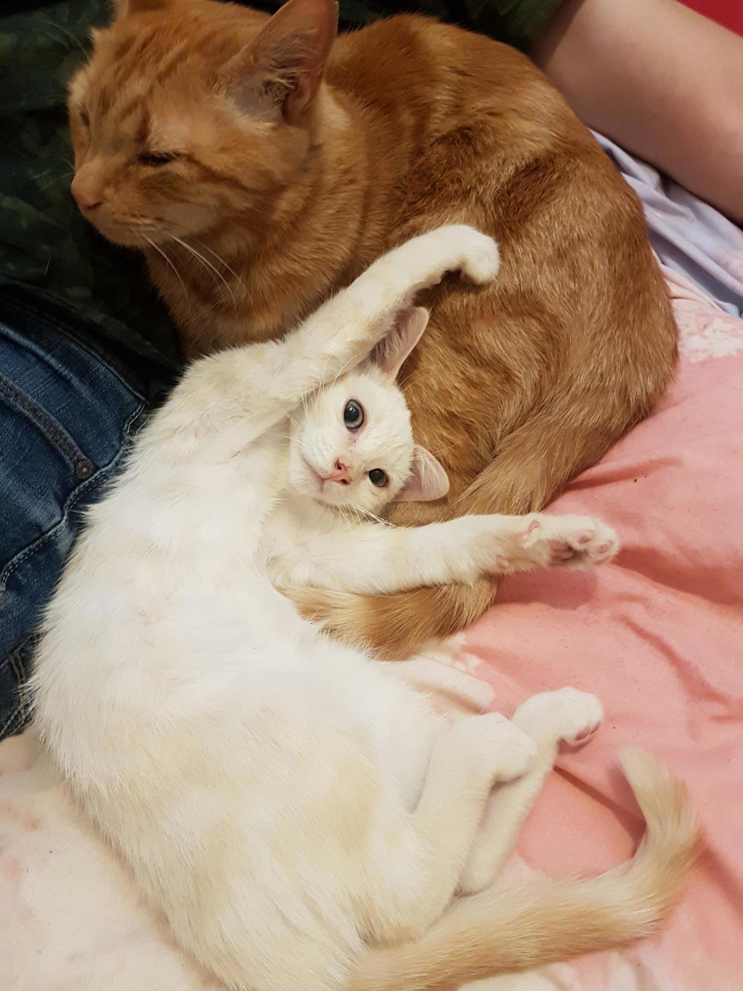He Likes to Use Bitey As a Pillow