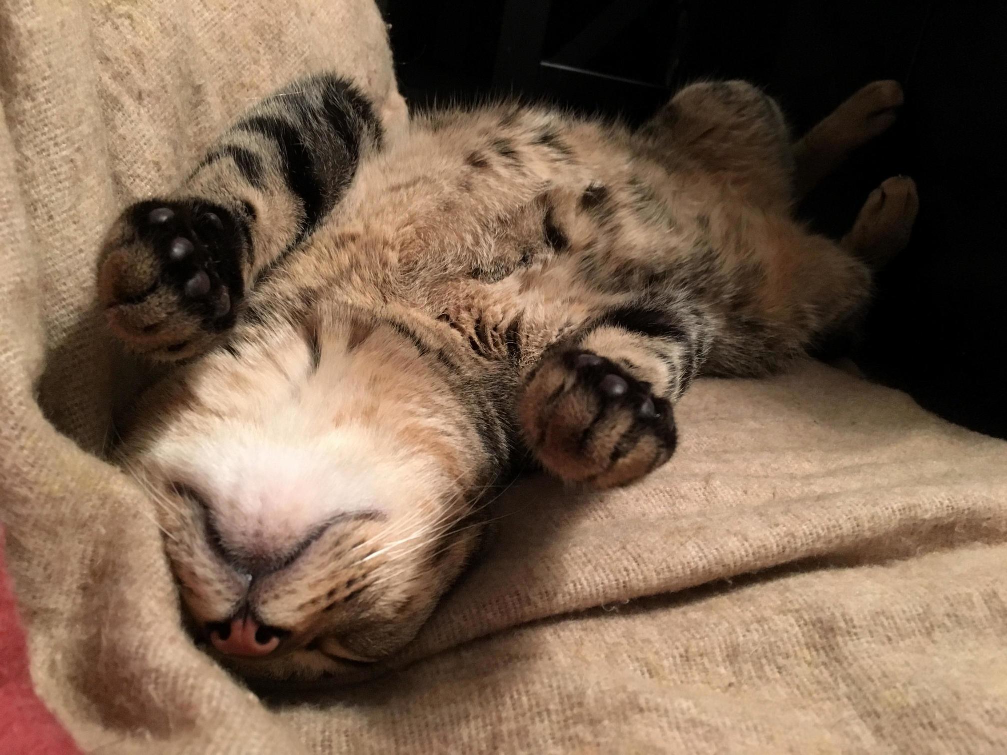 He May Be More Than Obsessed with the Heating Blanket.