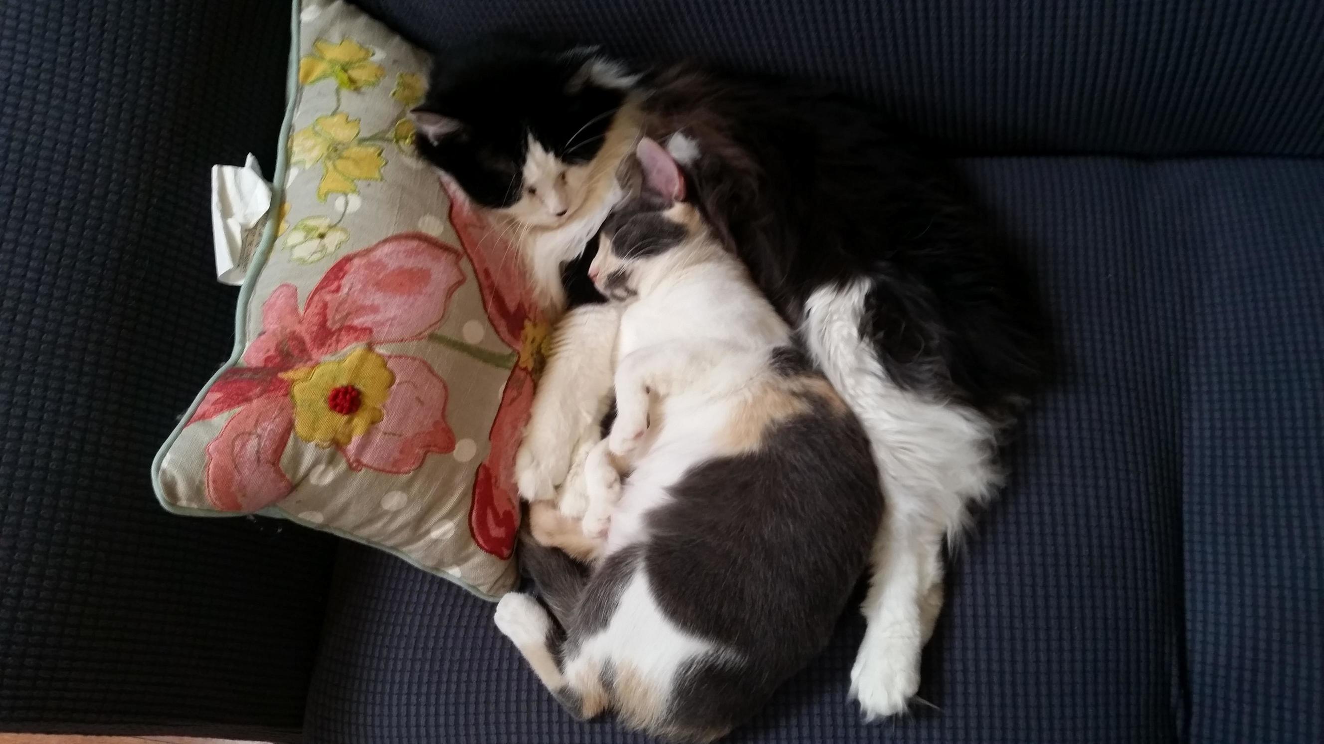 He Pretends He Doesnt Like Her, but She Doesnt Let That Stop Her from Being His Friend