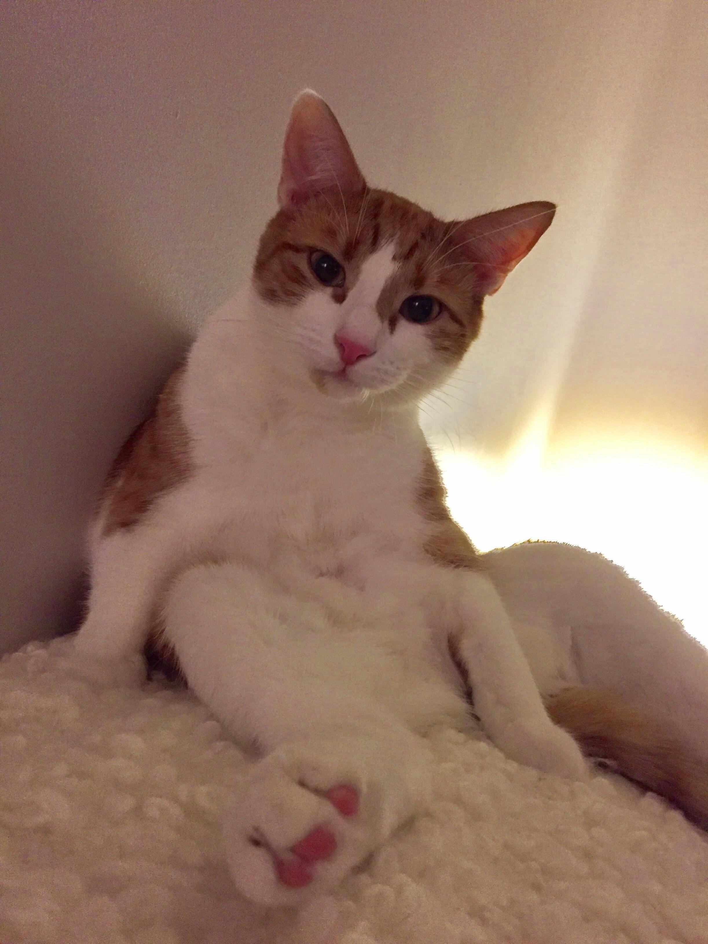 He Thinks Hes Human