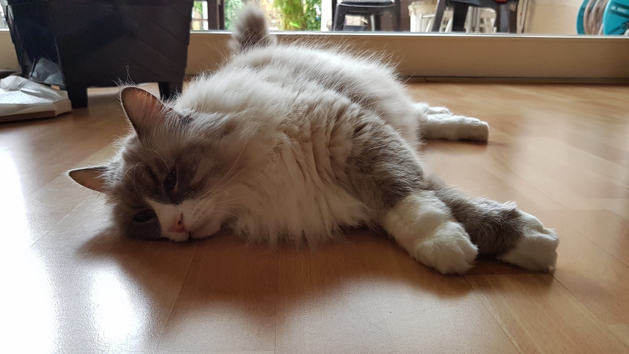He Works As a Carpet