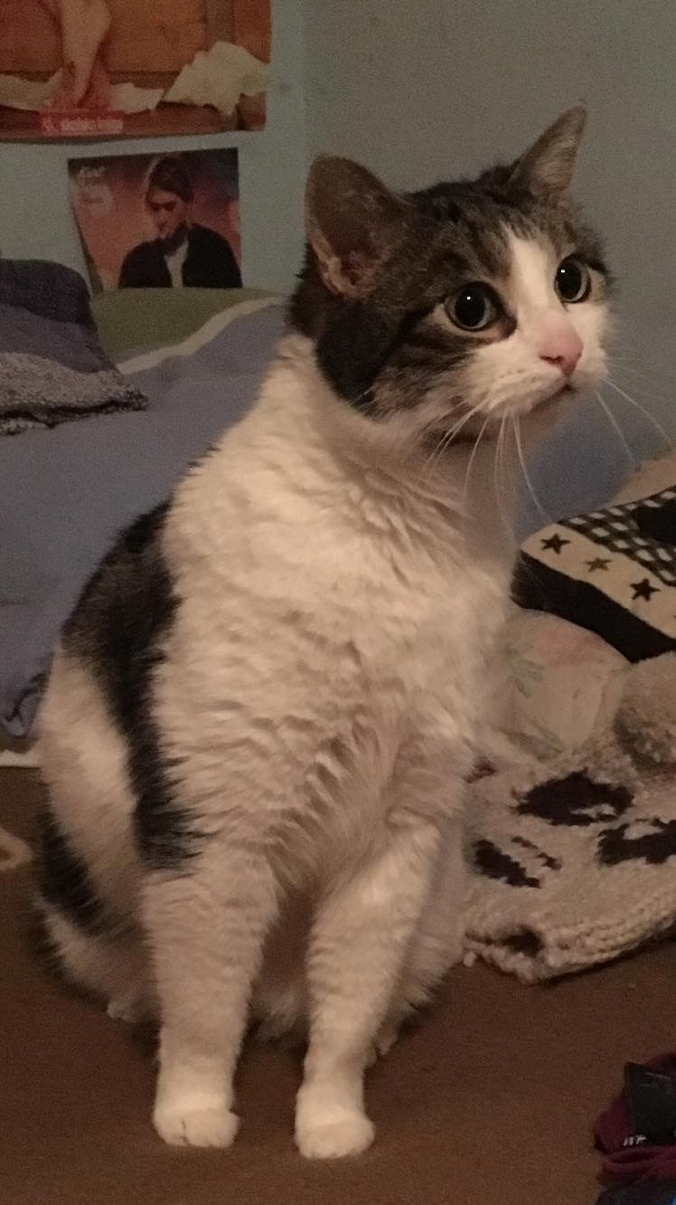 Hello Guys I Just Wanted to Share a Pitcher of My Cat Extasy. I Love Him So Much