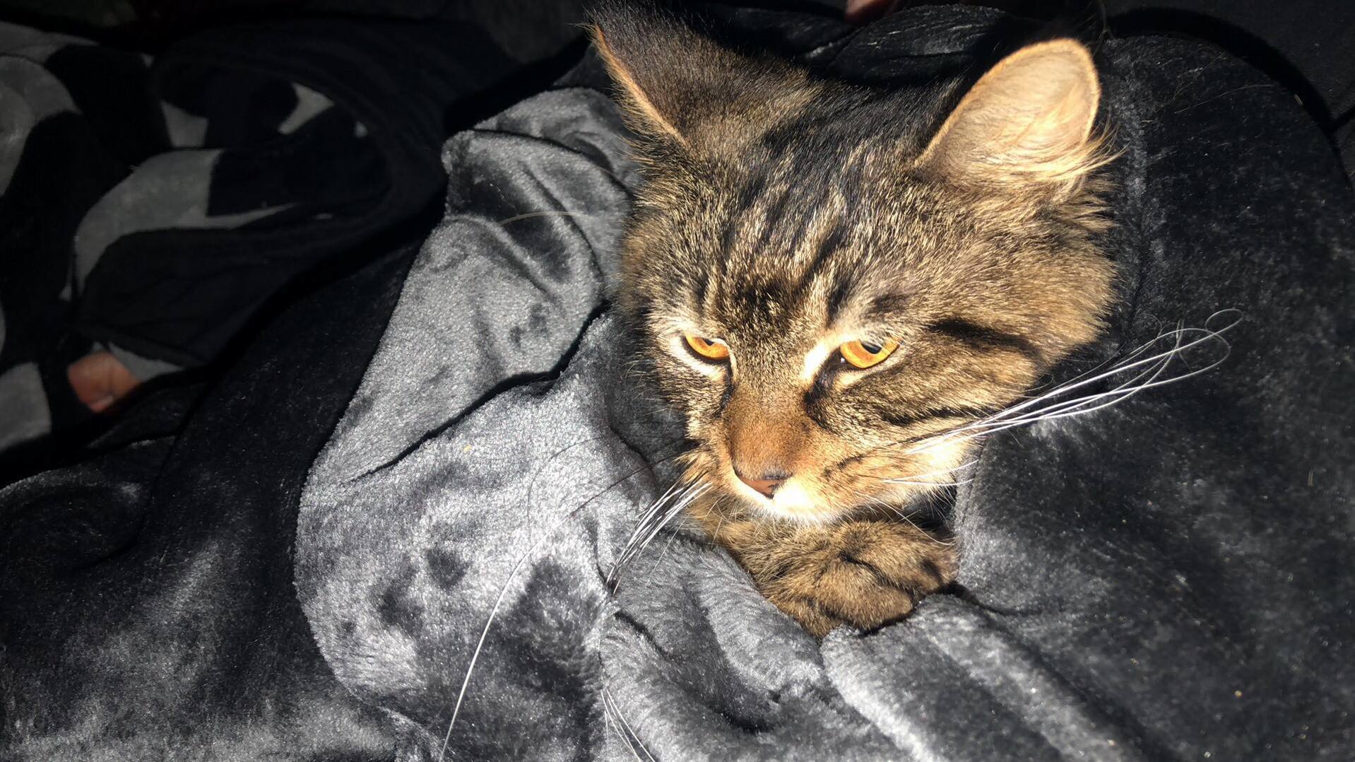 Help Me Nams This Cat