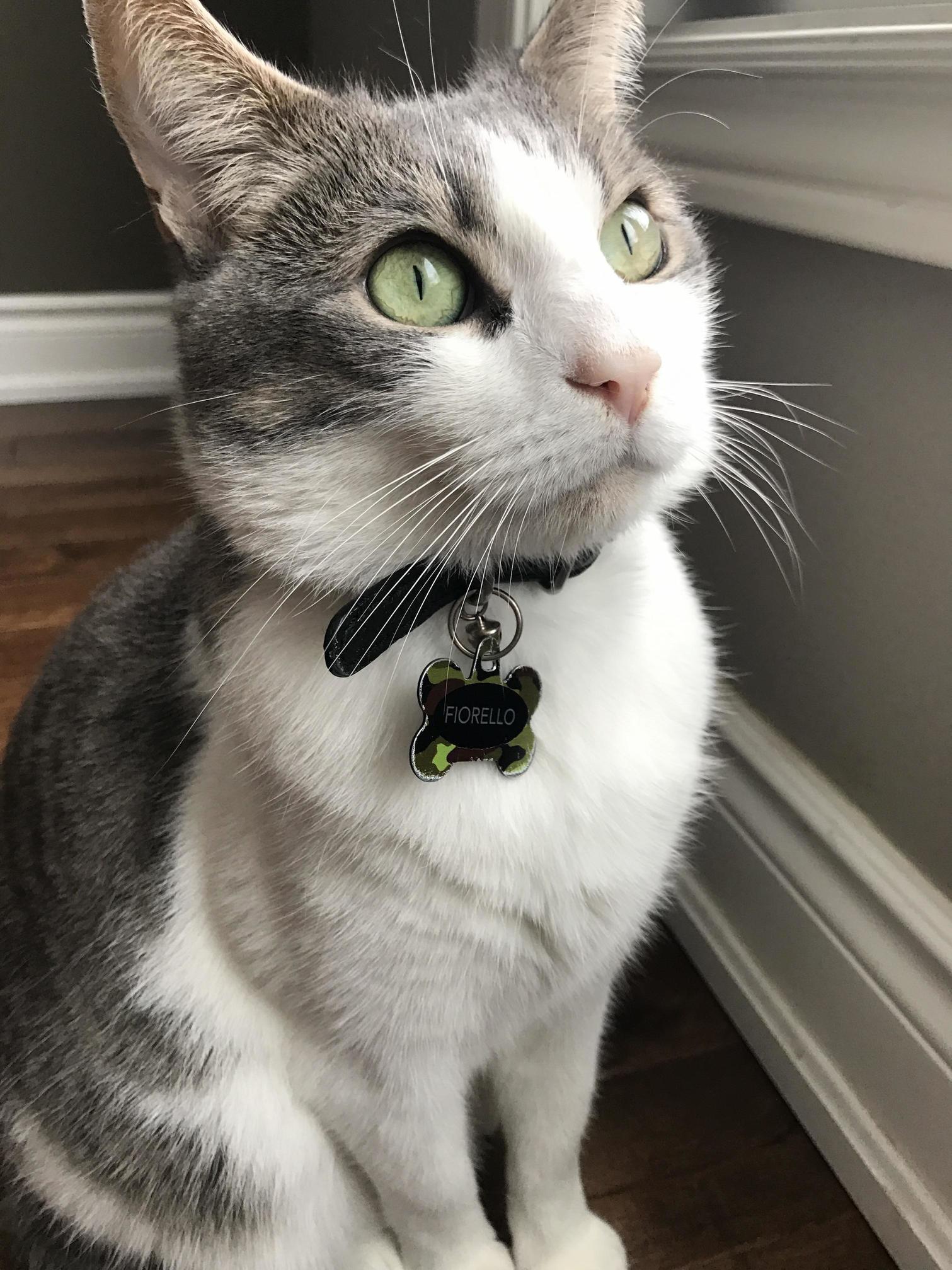 Hes a Handsome One, My Fiorello