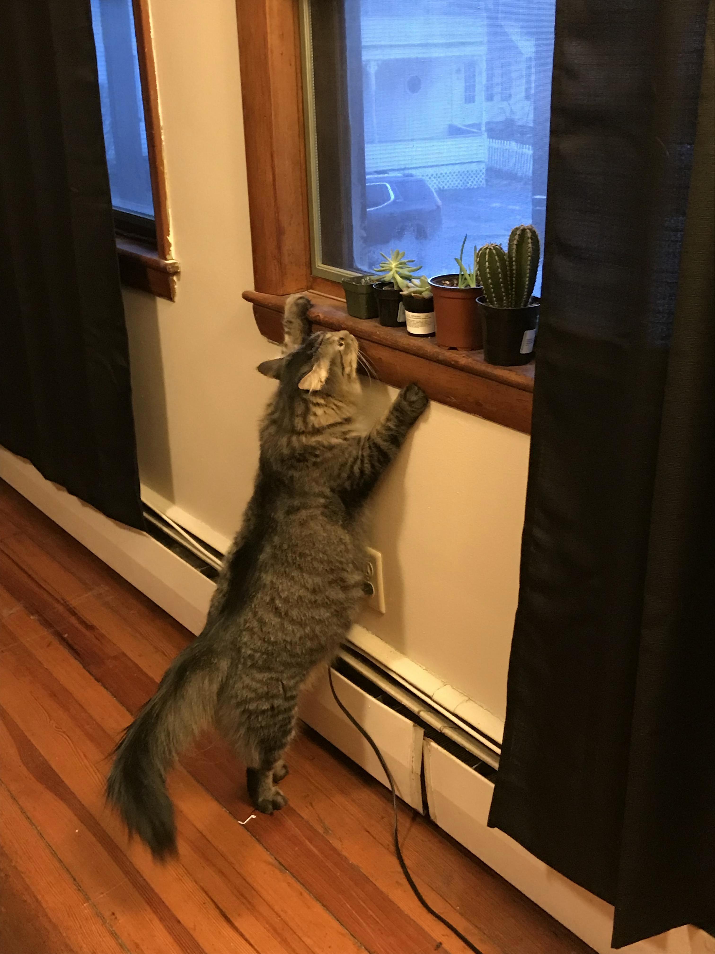 Hes Trying to Eat My Plants!