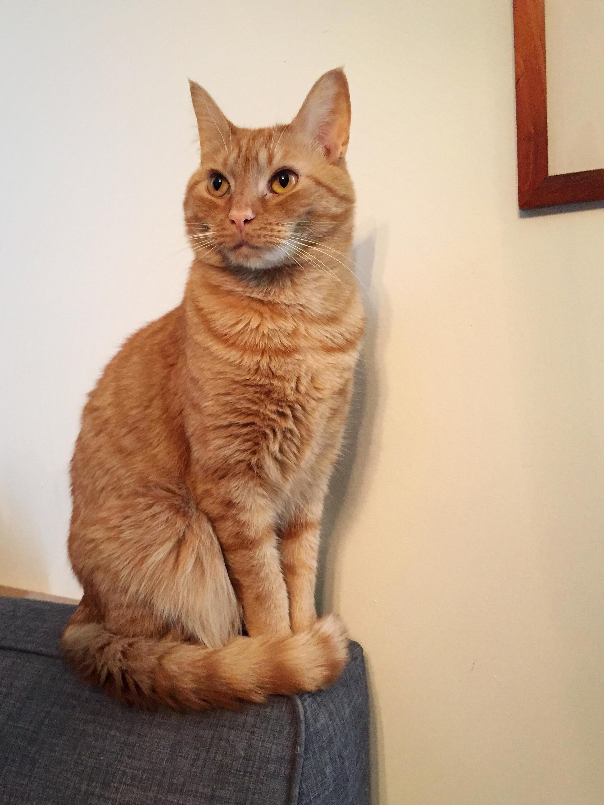 Hes Very Cat in This Picture.