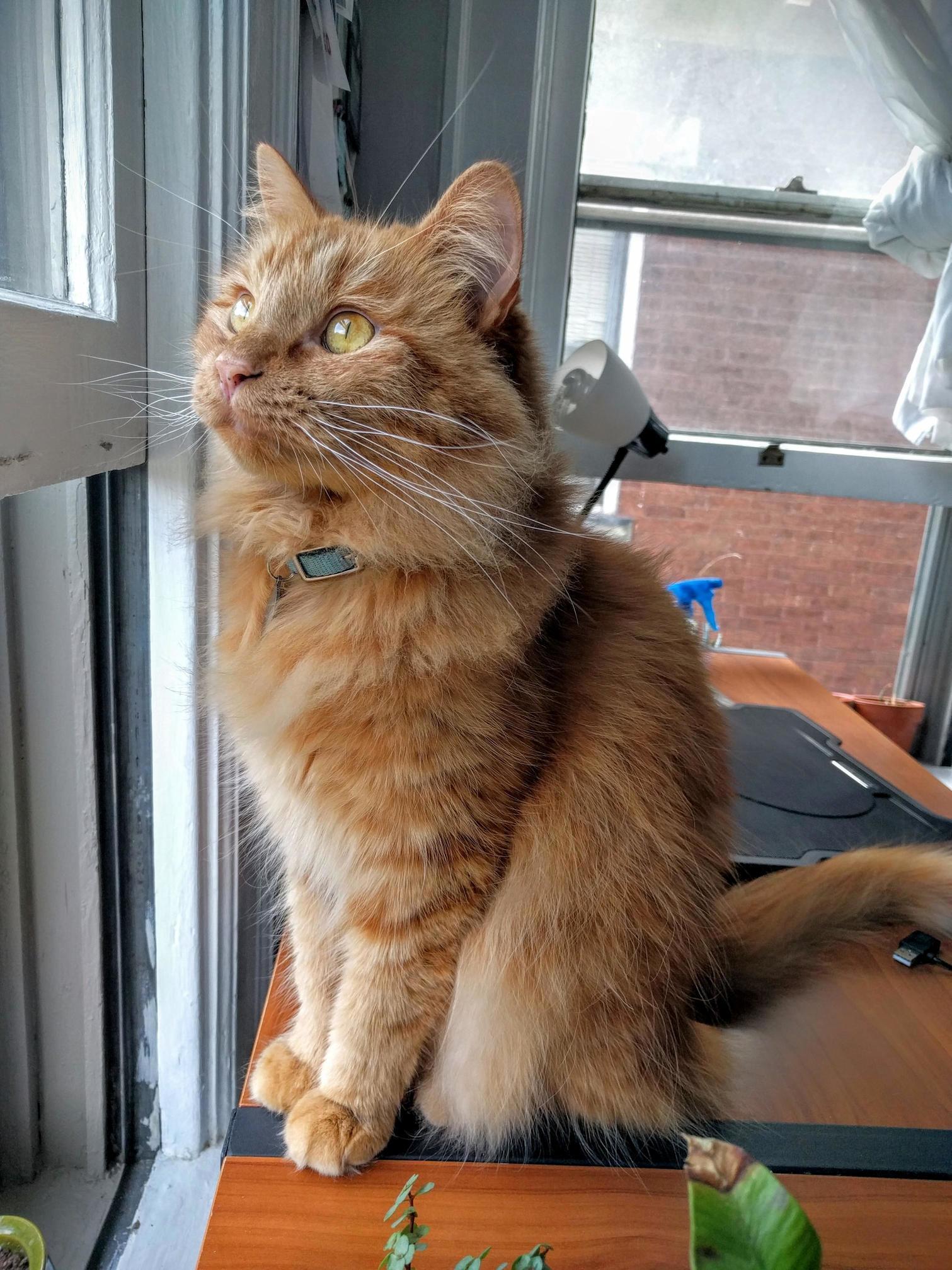 Hi Reddit, This Is Coriander!