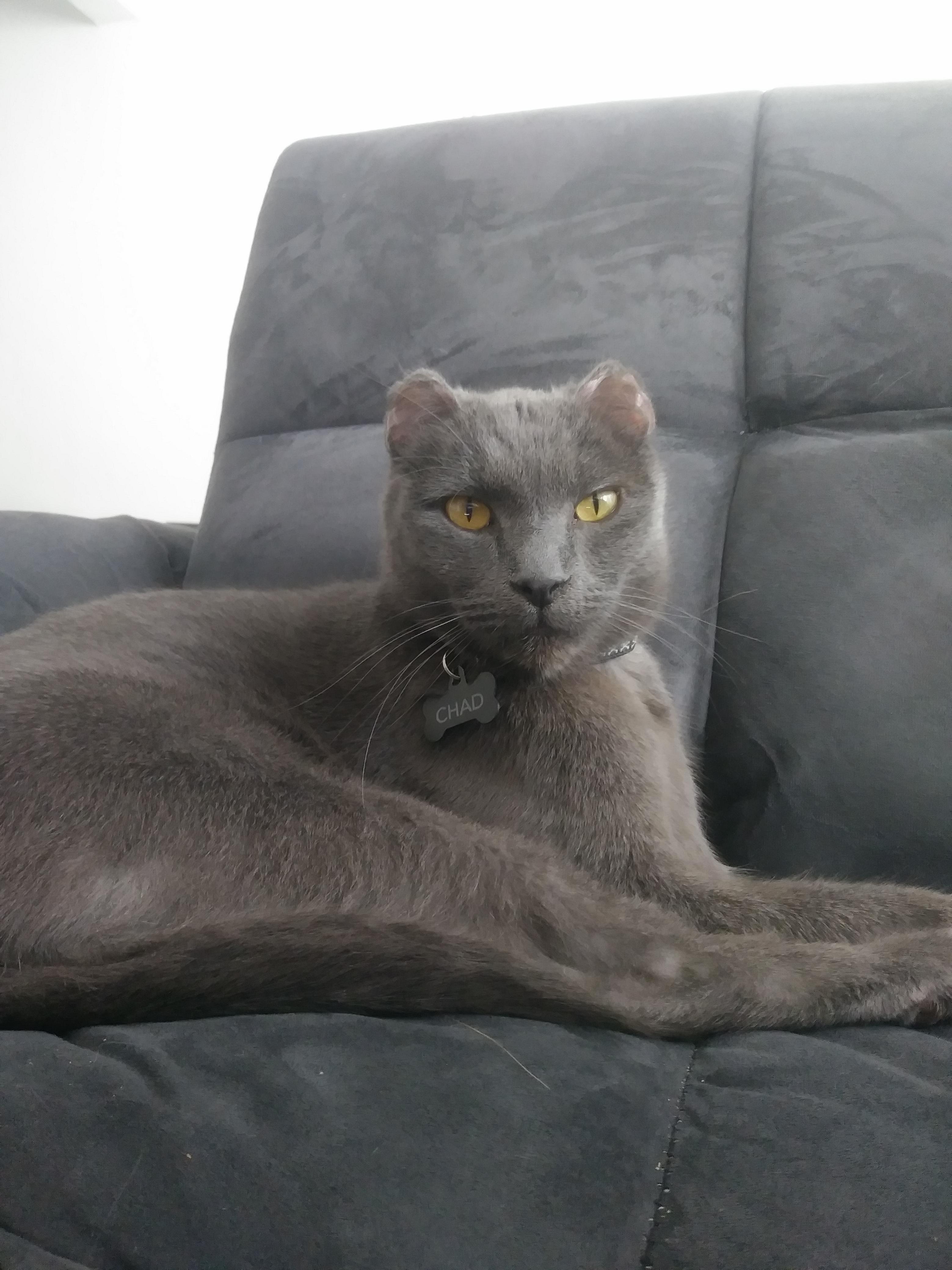 House Panther Chad