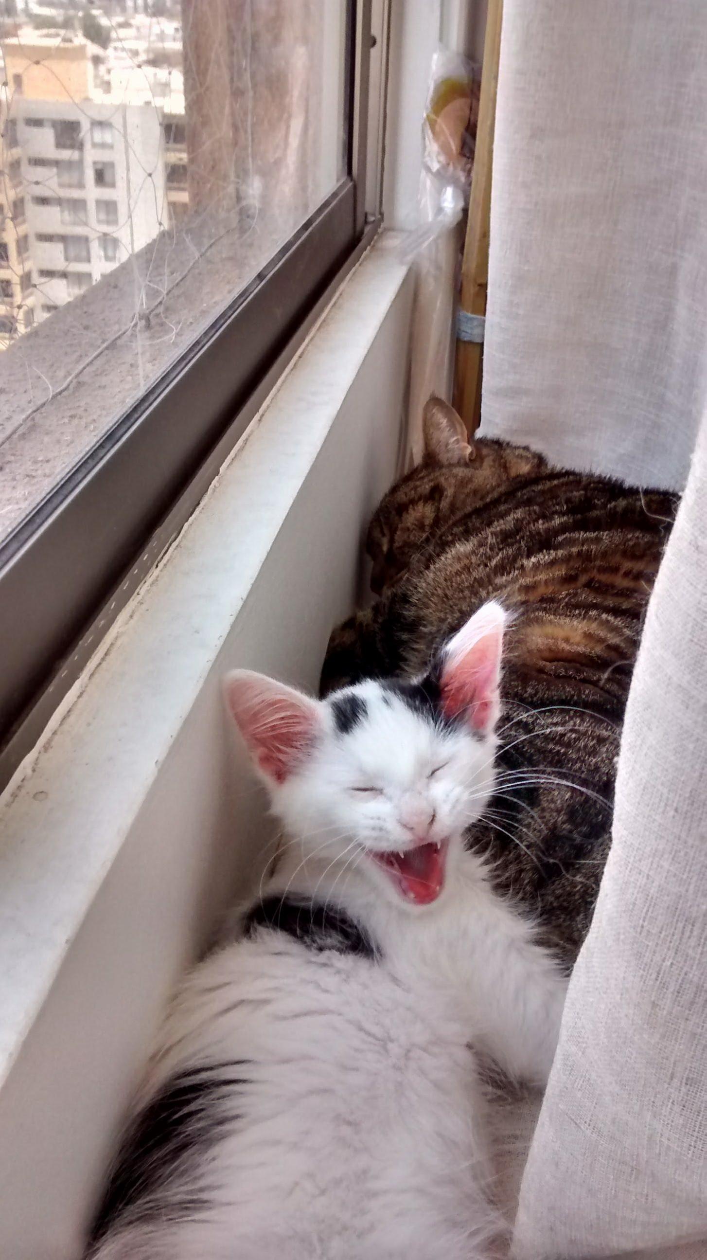 I Found My Cat Using Her Aunt As a Pillow