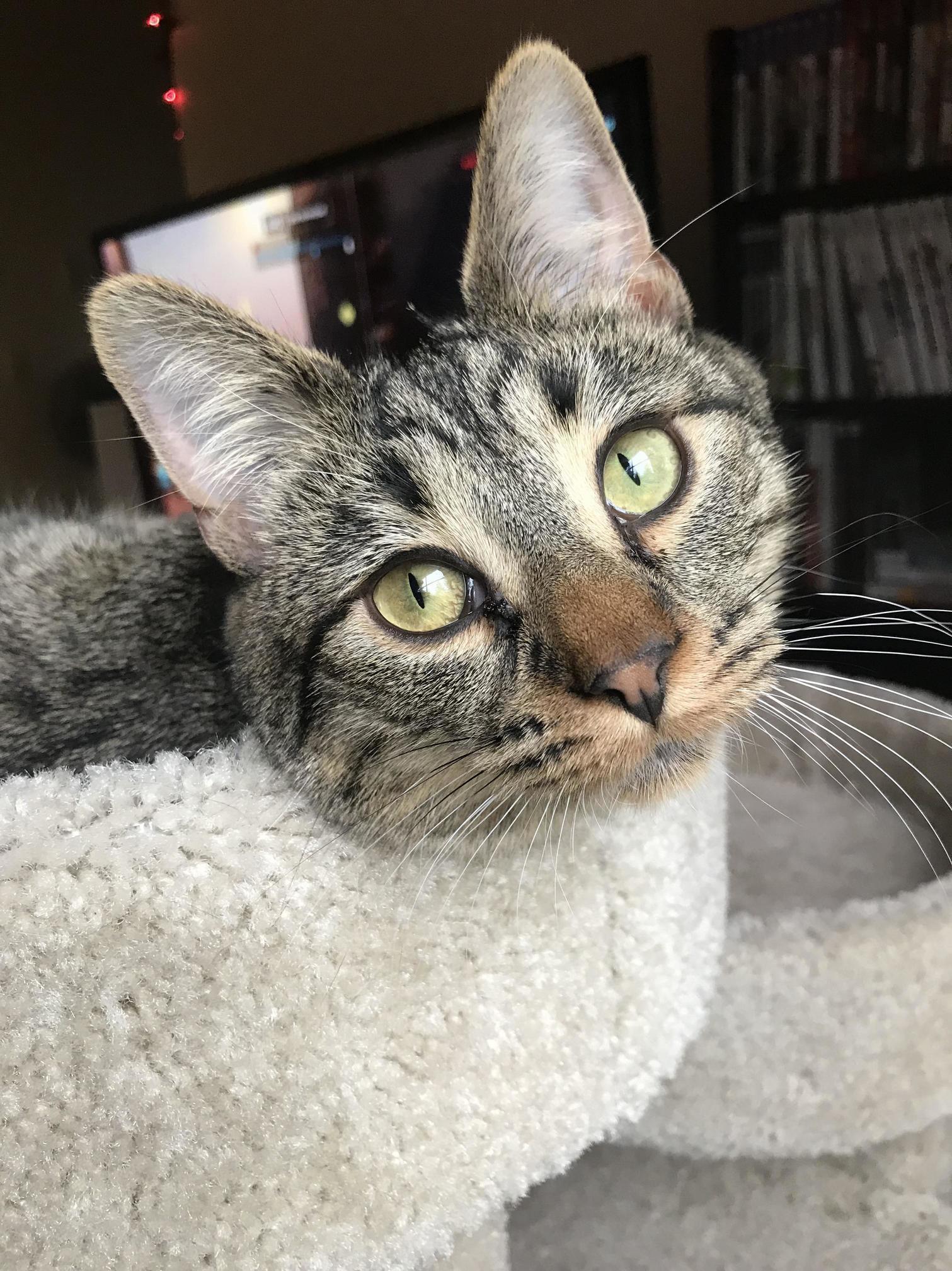 I Had to Hold a Toy for Her to Look at Me