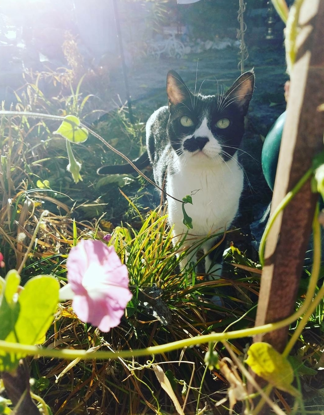 I Lost My Best Friend a Little Over a Week Ago. Today Would Have Been Her 6th Gotcha Day.
