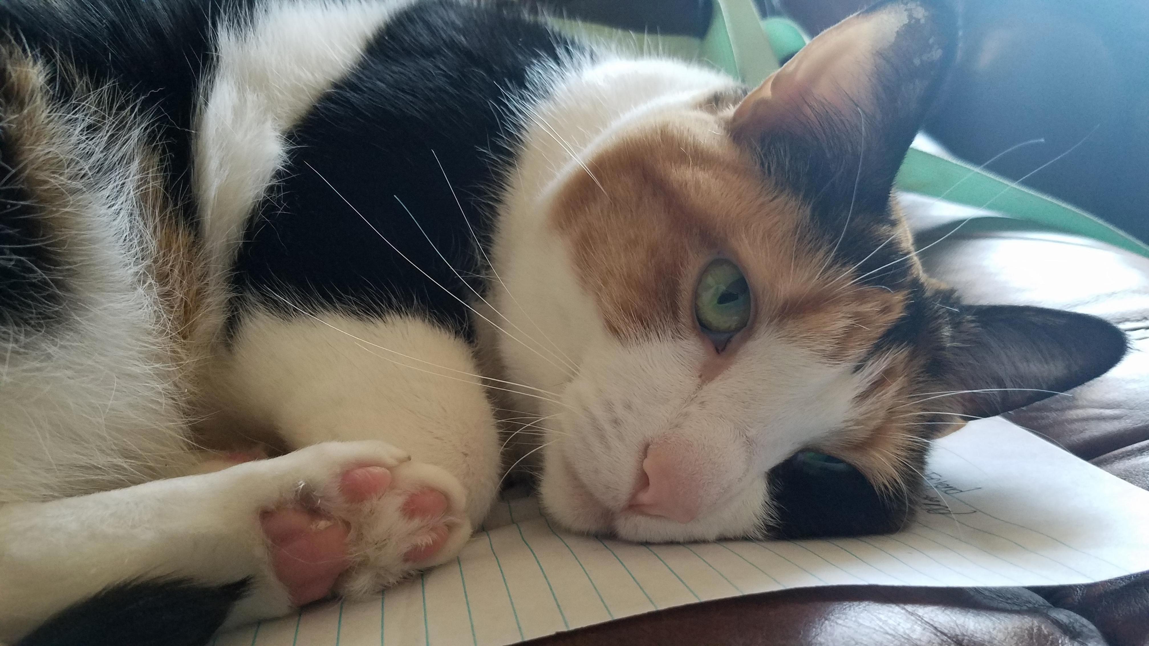 I Suppose I Didnt Need That Paper