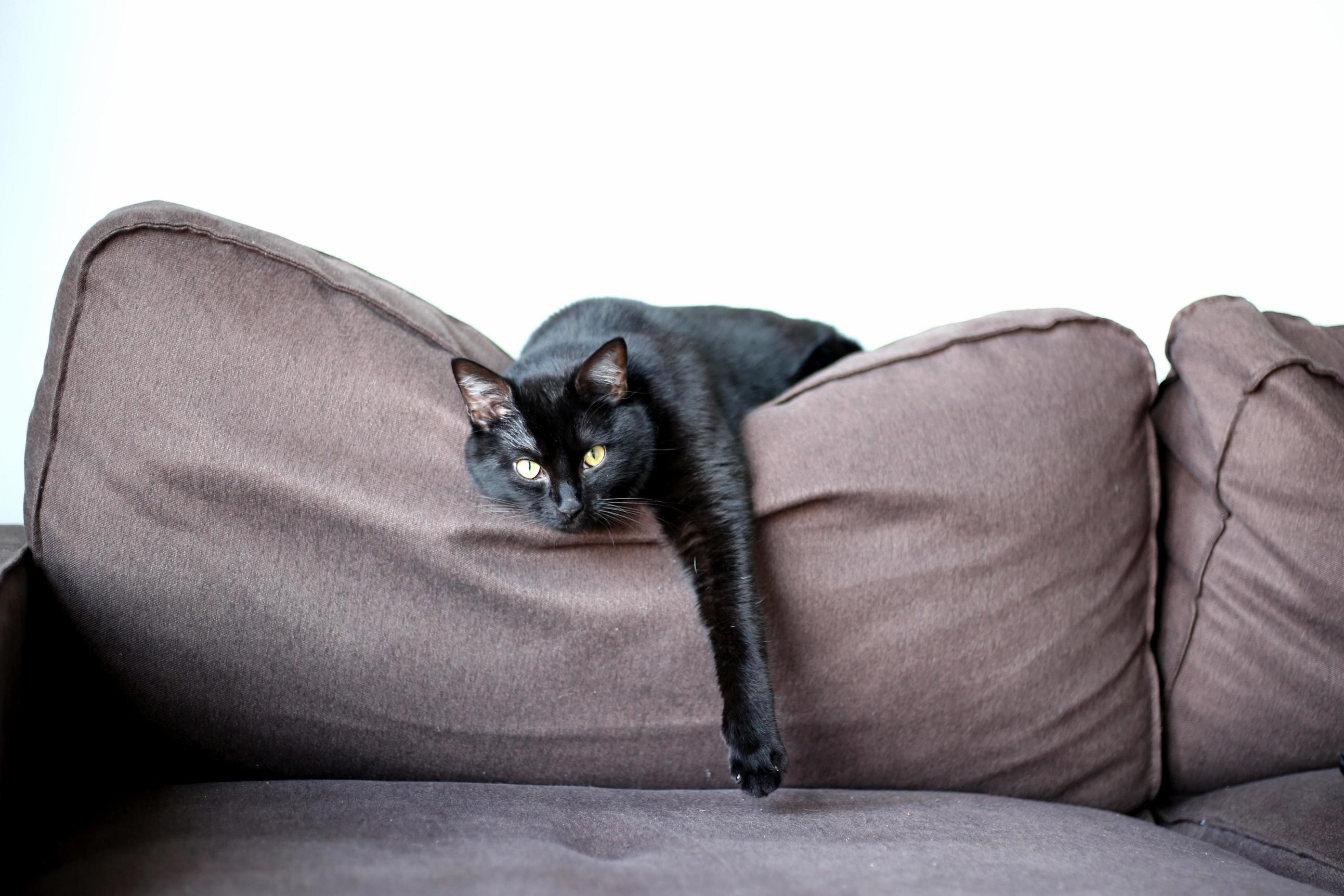 Im Not Sure If Its a Cat or Some Kind of Dwarf Panther