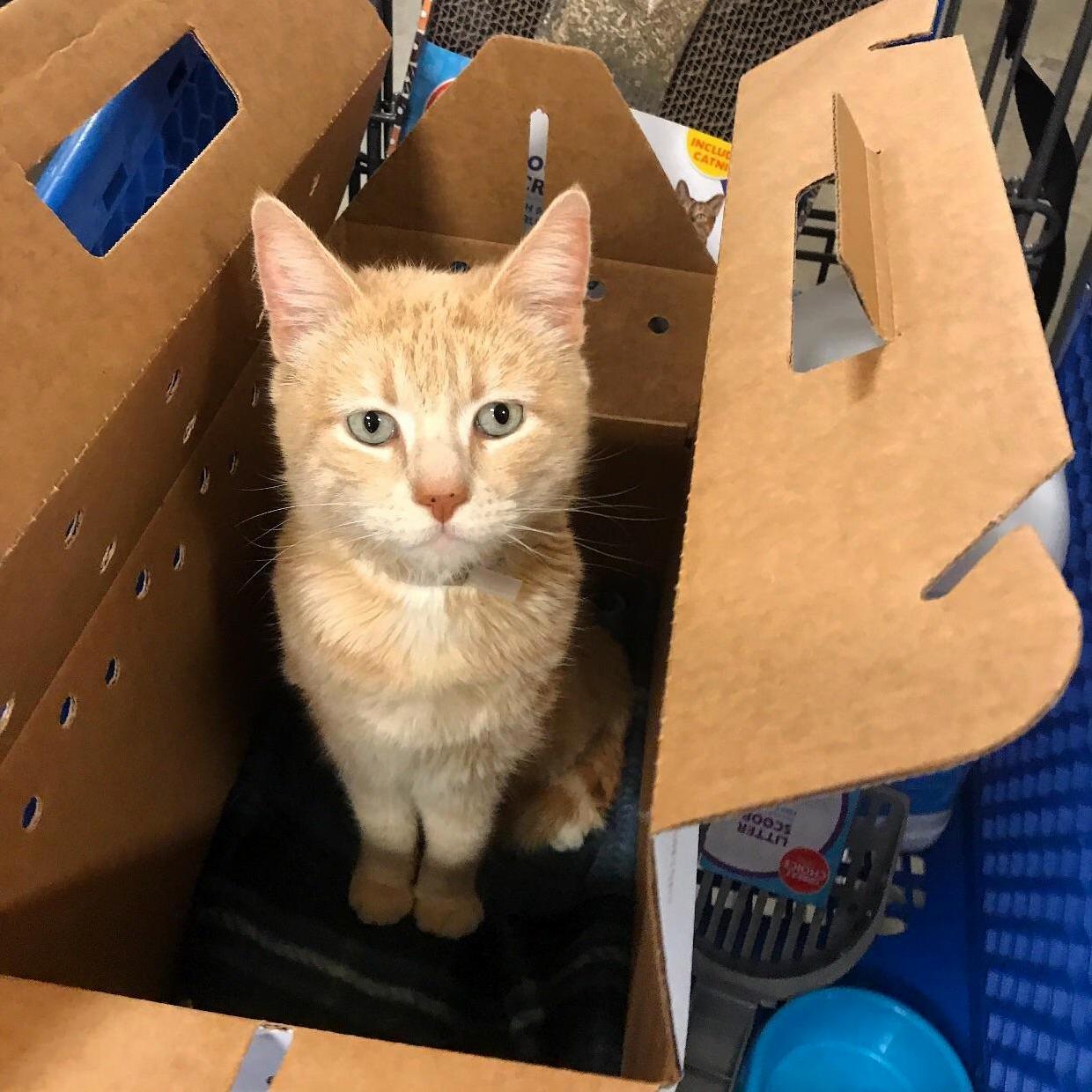 Ive Been a Dog Person All My Life... Then I Met Louis C.a.t Yesterday and I Had to Take Him Home.
