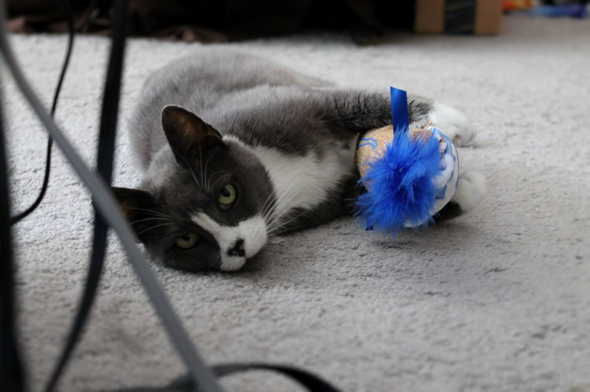 Julie Passed Away Early This Morning. She Was 17. I Miss Her.