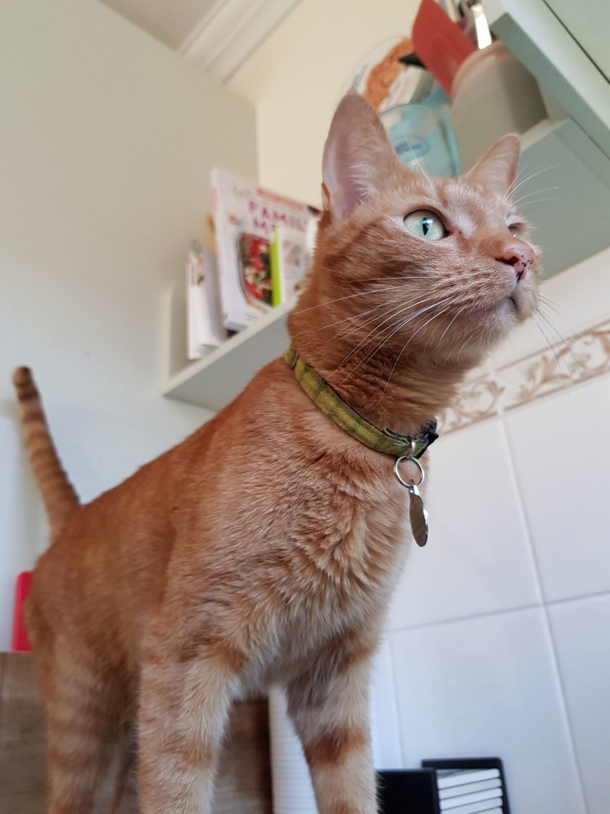 Kiefers Kitchen Adventure!