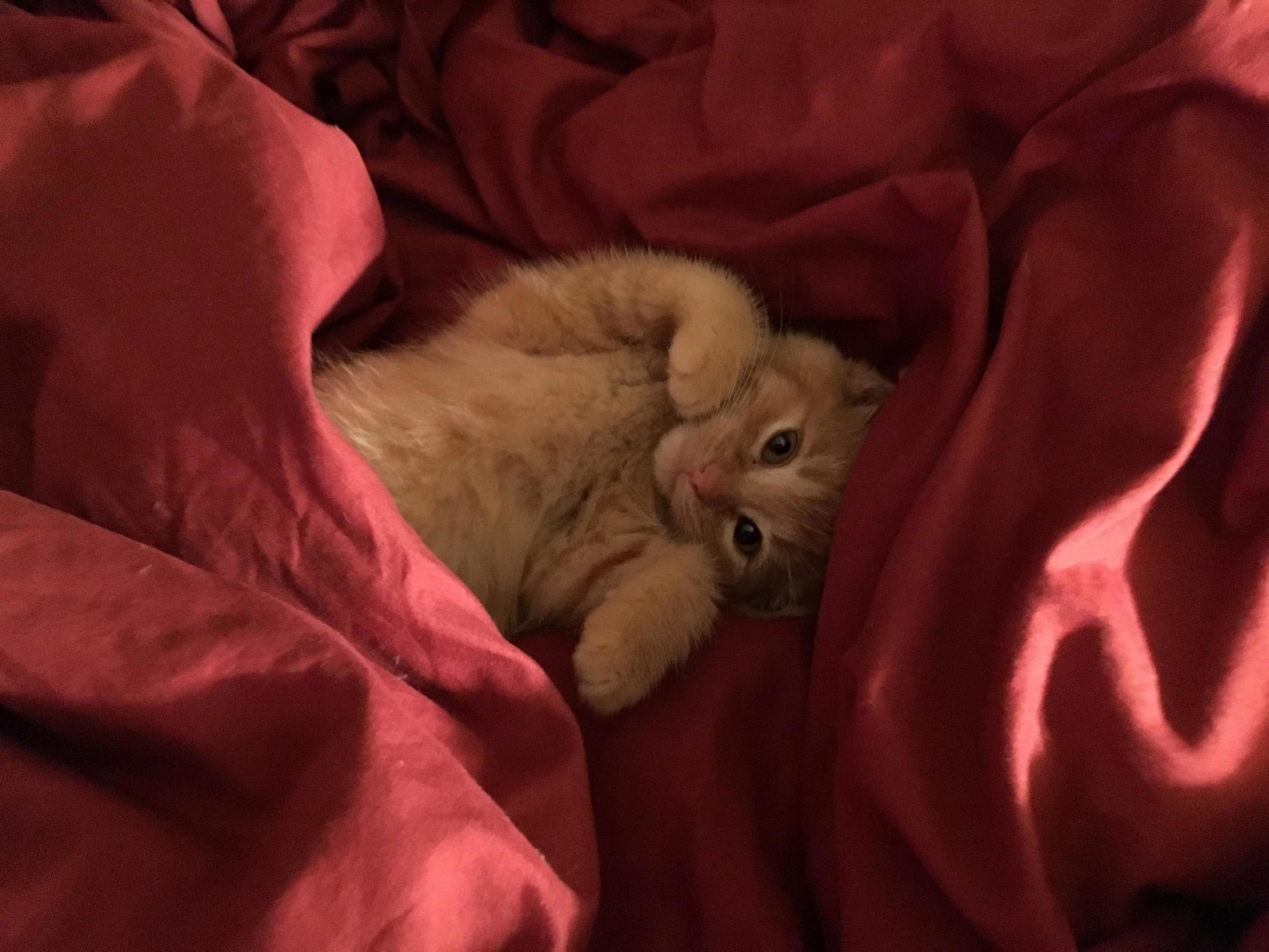 Kitten My Mom Saved a Few Months Back!