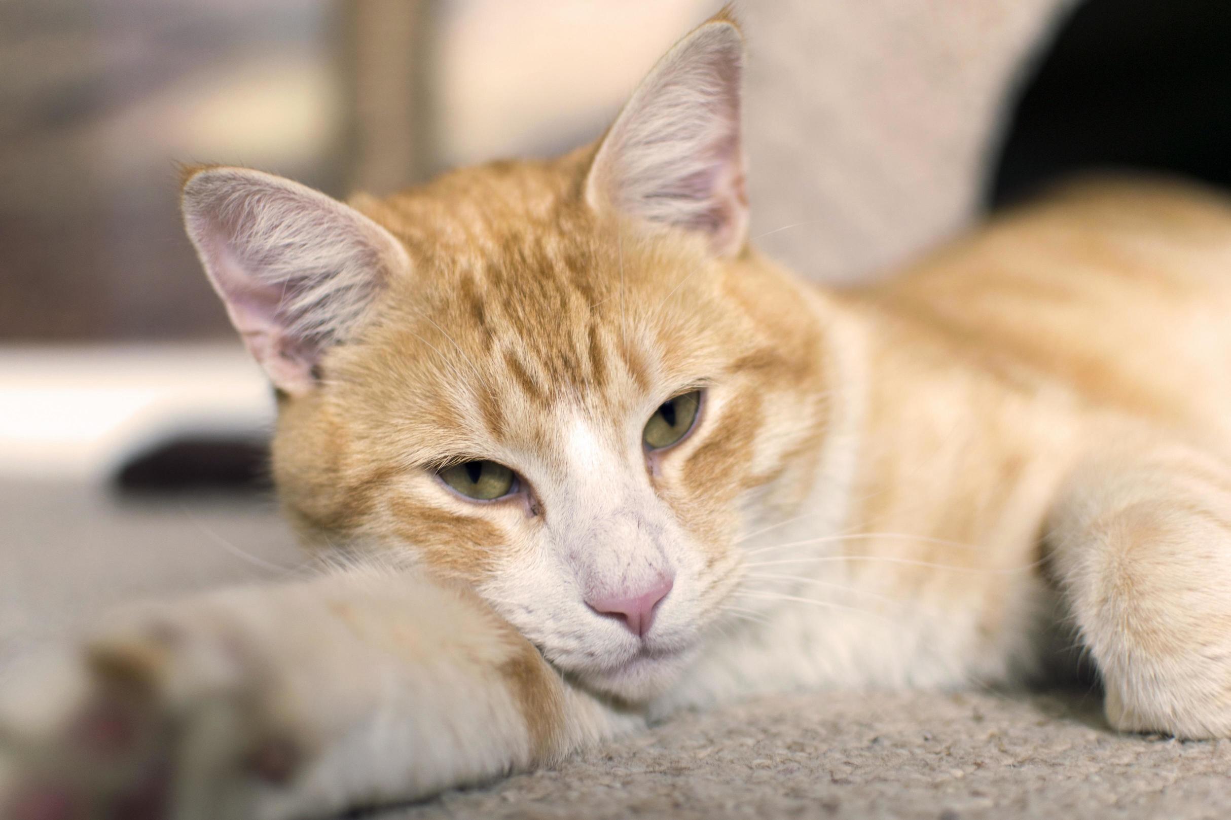 Last Year I Adopted Trevor from a Shelter. Hes More Than Settled In!