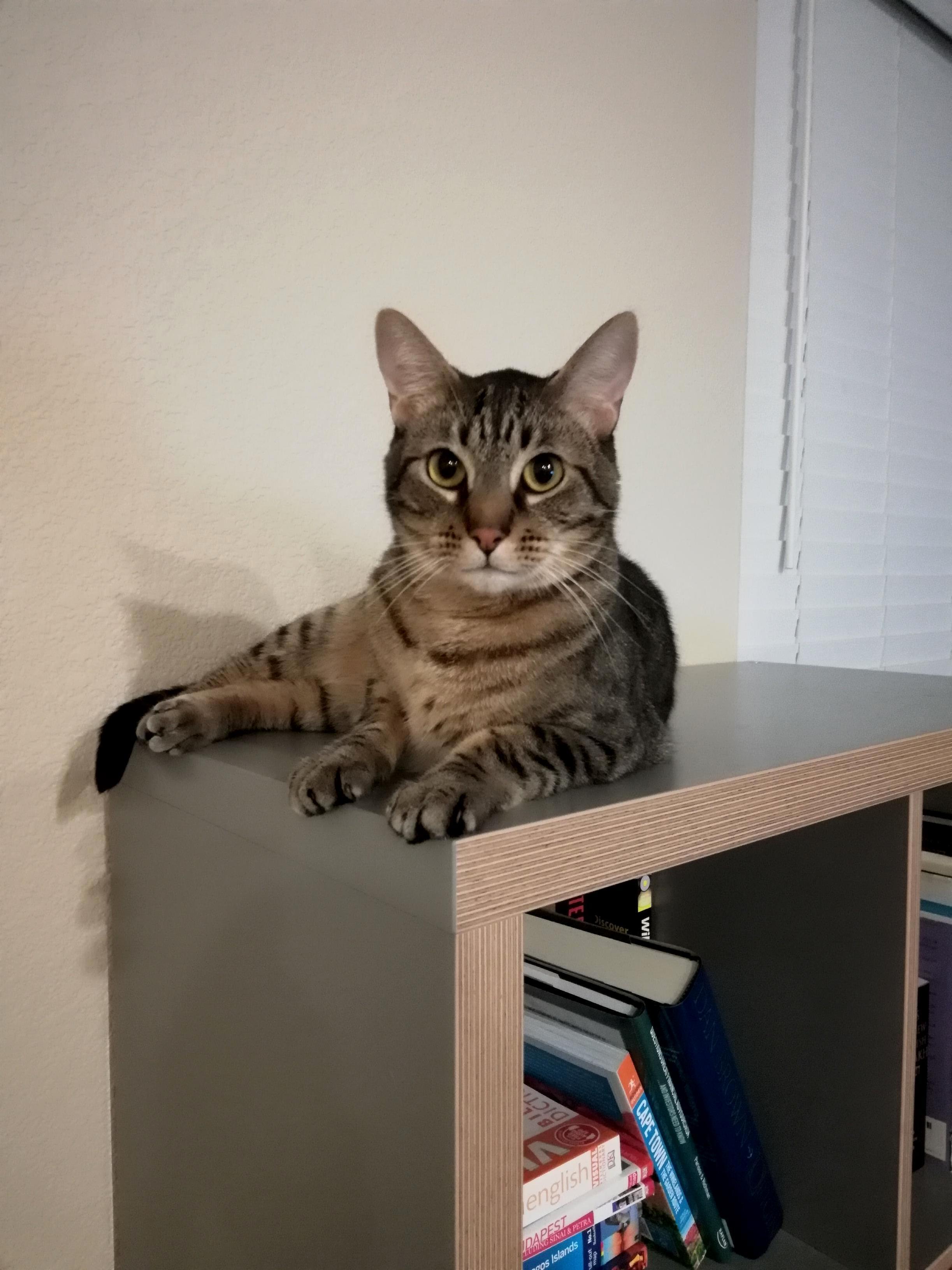 Leo Being Handsome