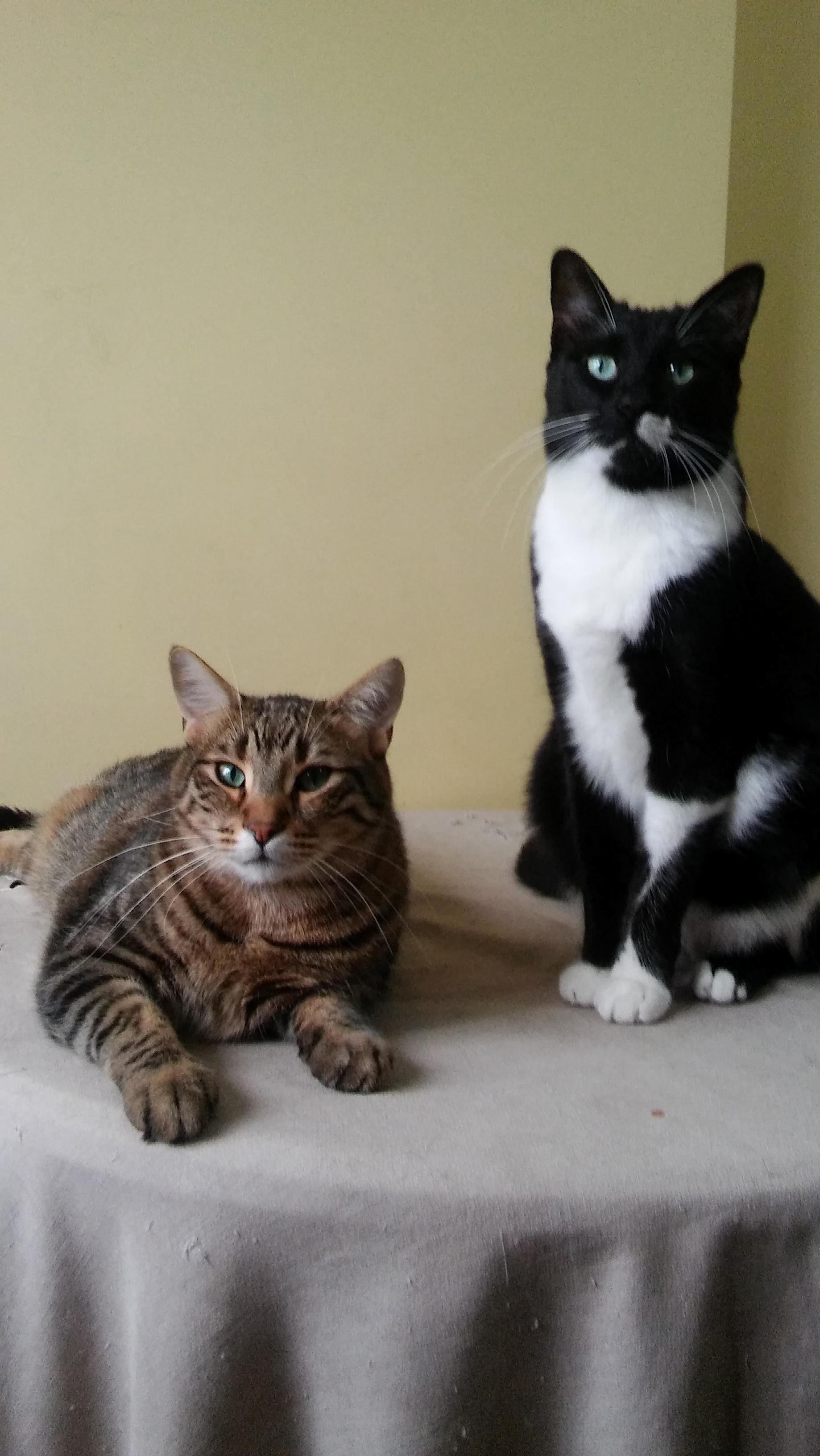 Leo (Tuxedo) and Nairo, Two Brothers