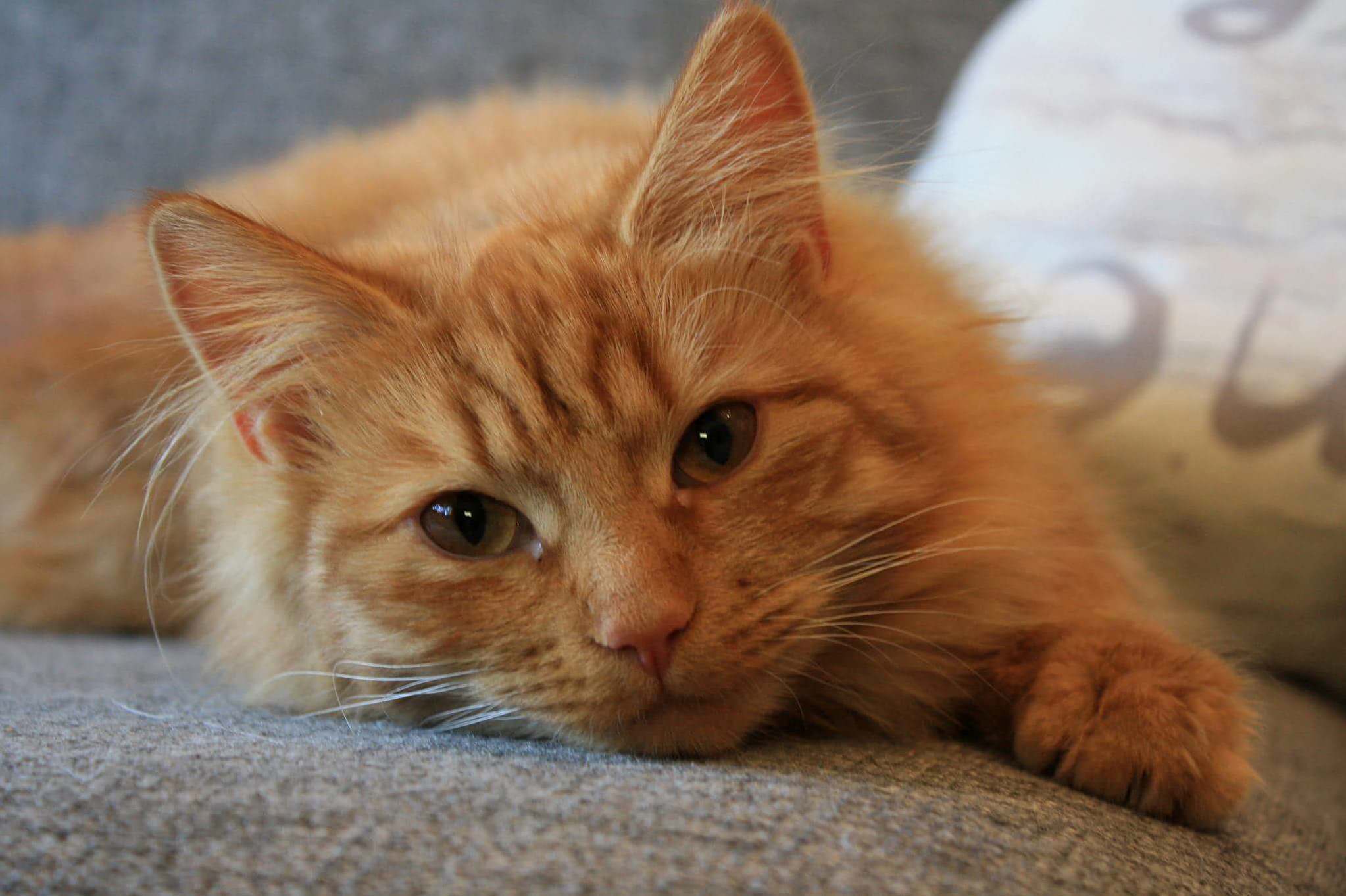 Link Just Chilling on the Couch