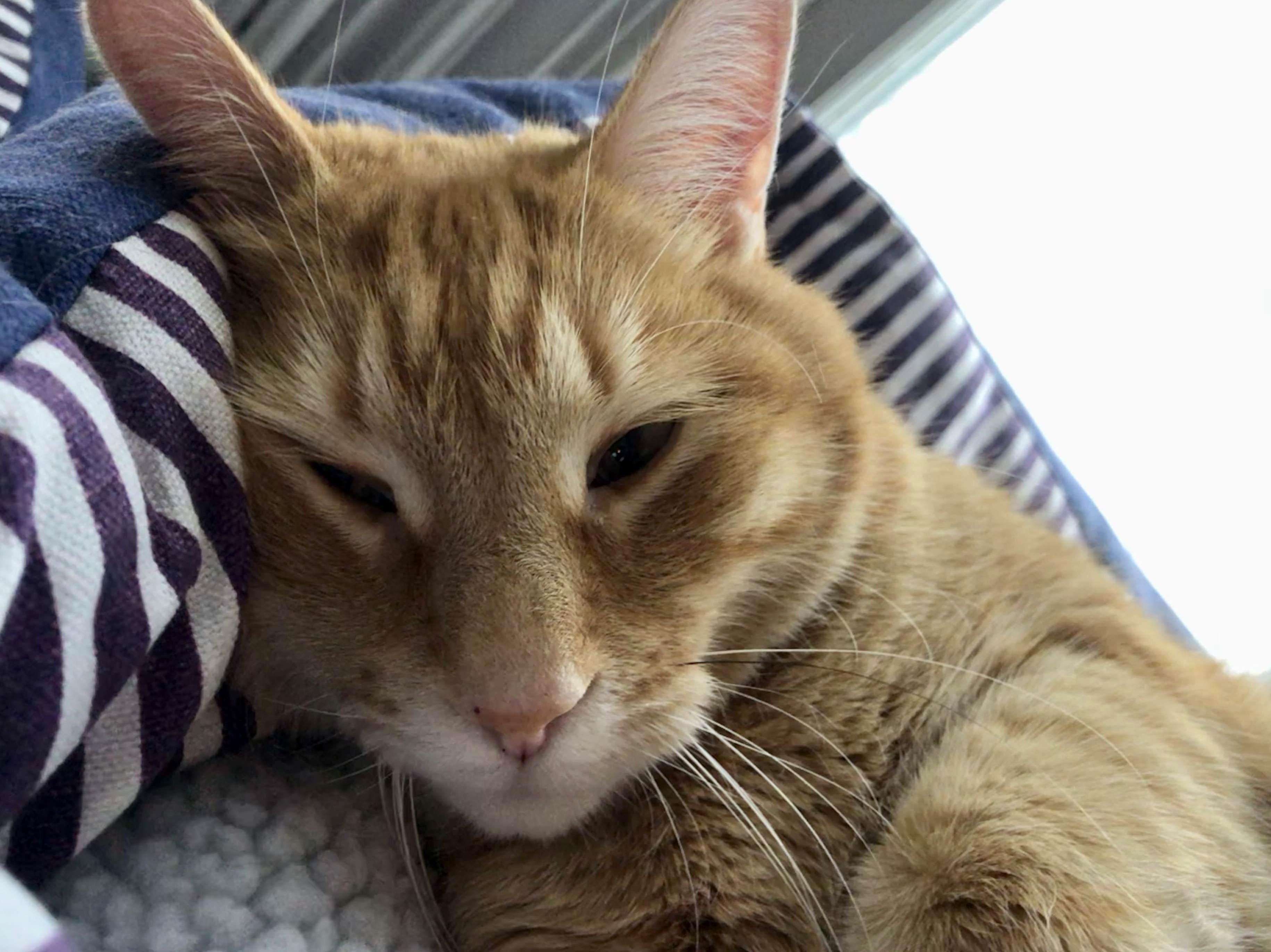 Little Beau the Cuddles Bear Enjoying a Winter Afternoon Lie-in.