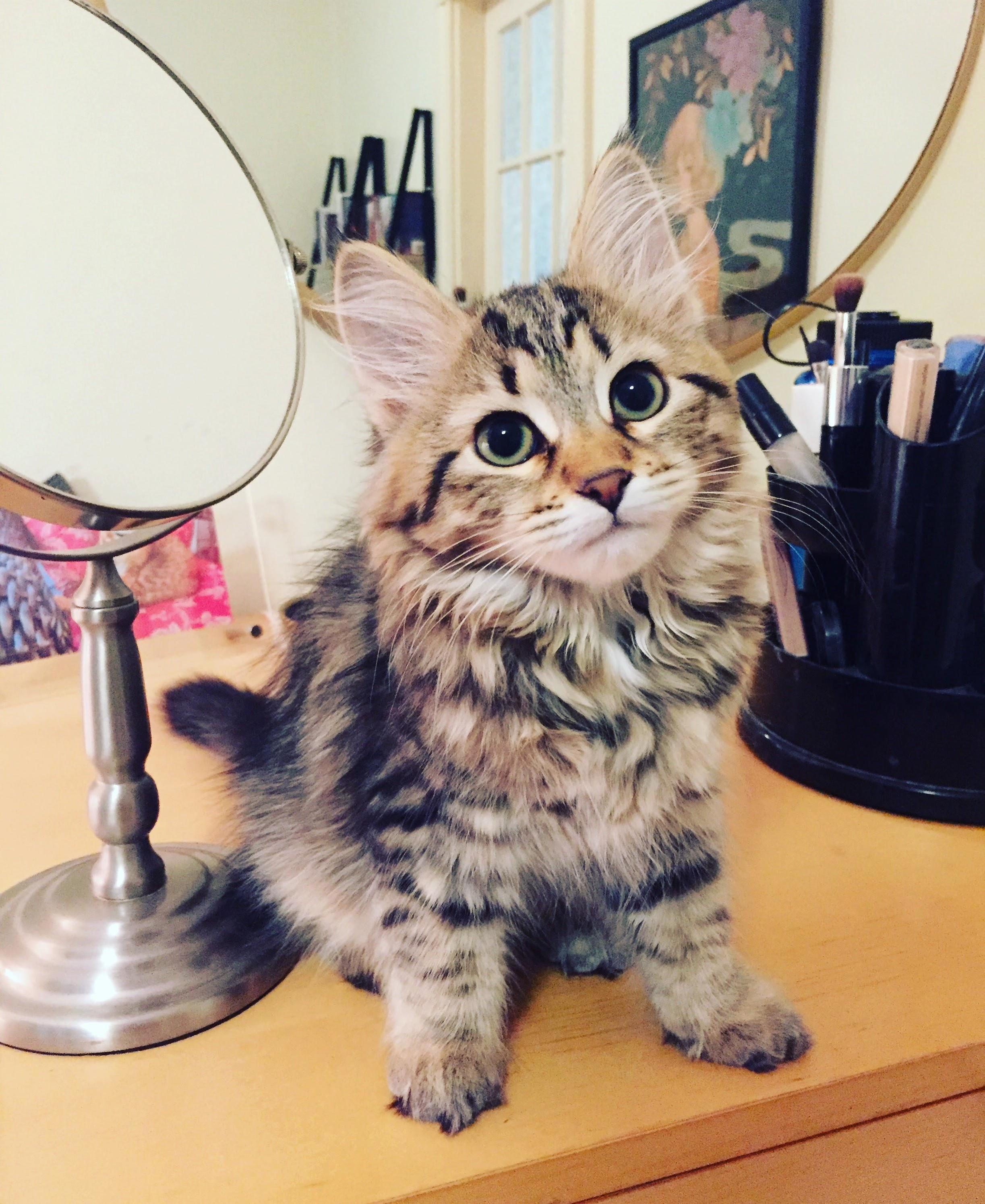 Little Kitten Robin Trying to Distract Me As I Get Ready in the Morning (It Is Very Effective.)