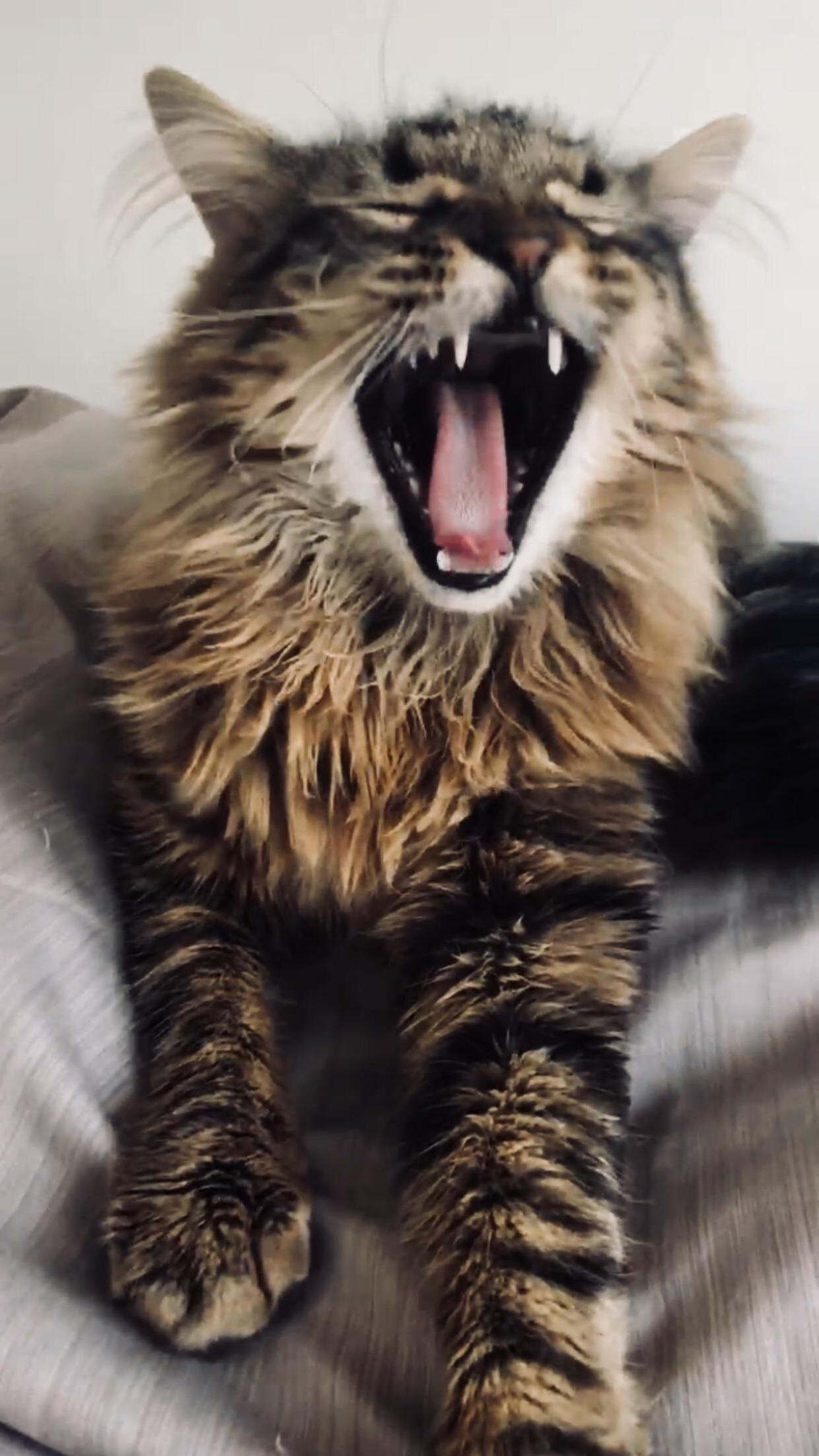 Little Lion
