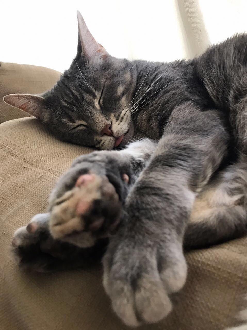 Little Roxy