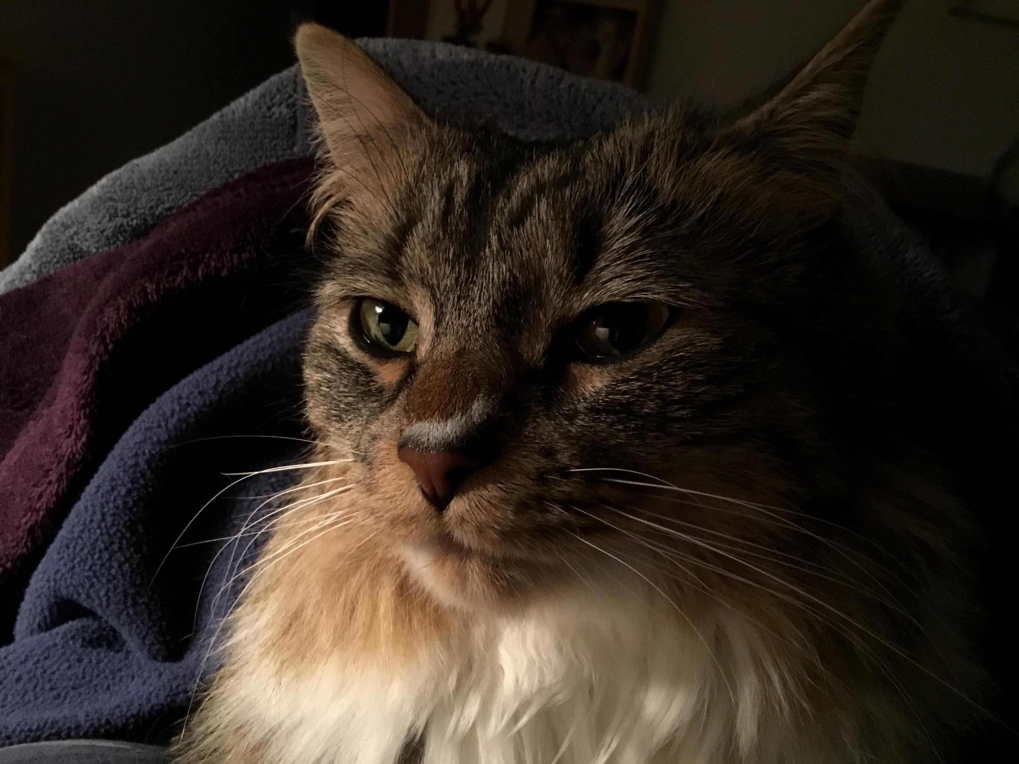 Little Miss Shasta Loves Being Under the Covers.