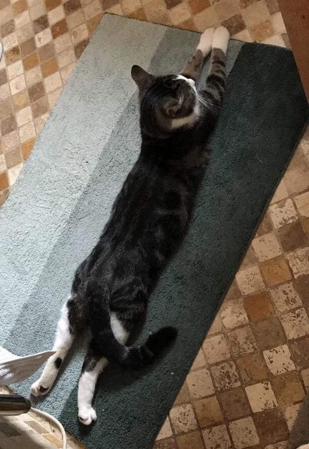 Long Boy