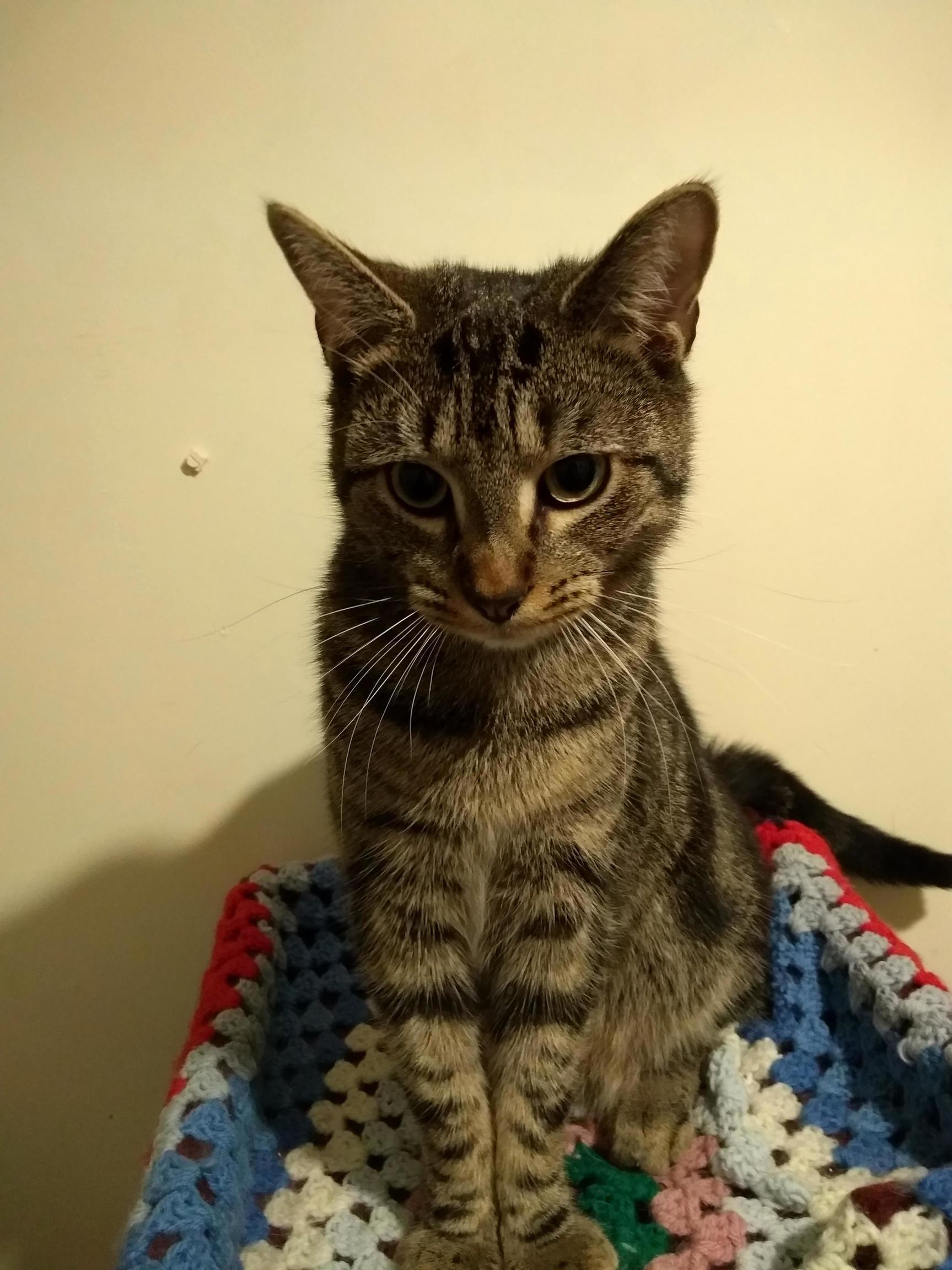 Look at My Regal Housemate.