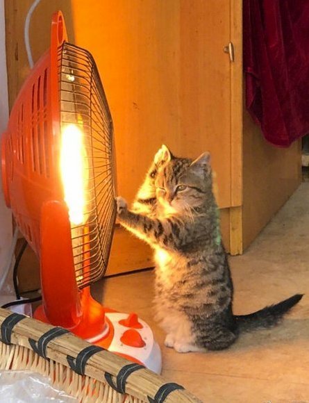 Love This Adorable Scene of a Kitty Warming Its Paws by a Heater