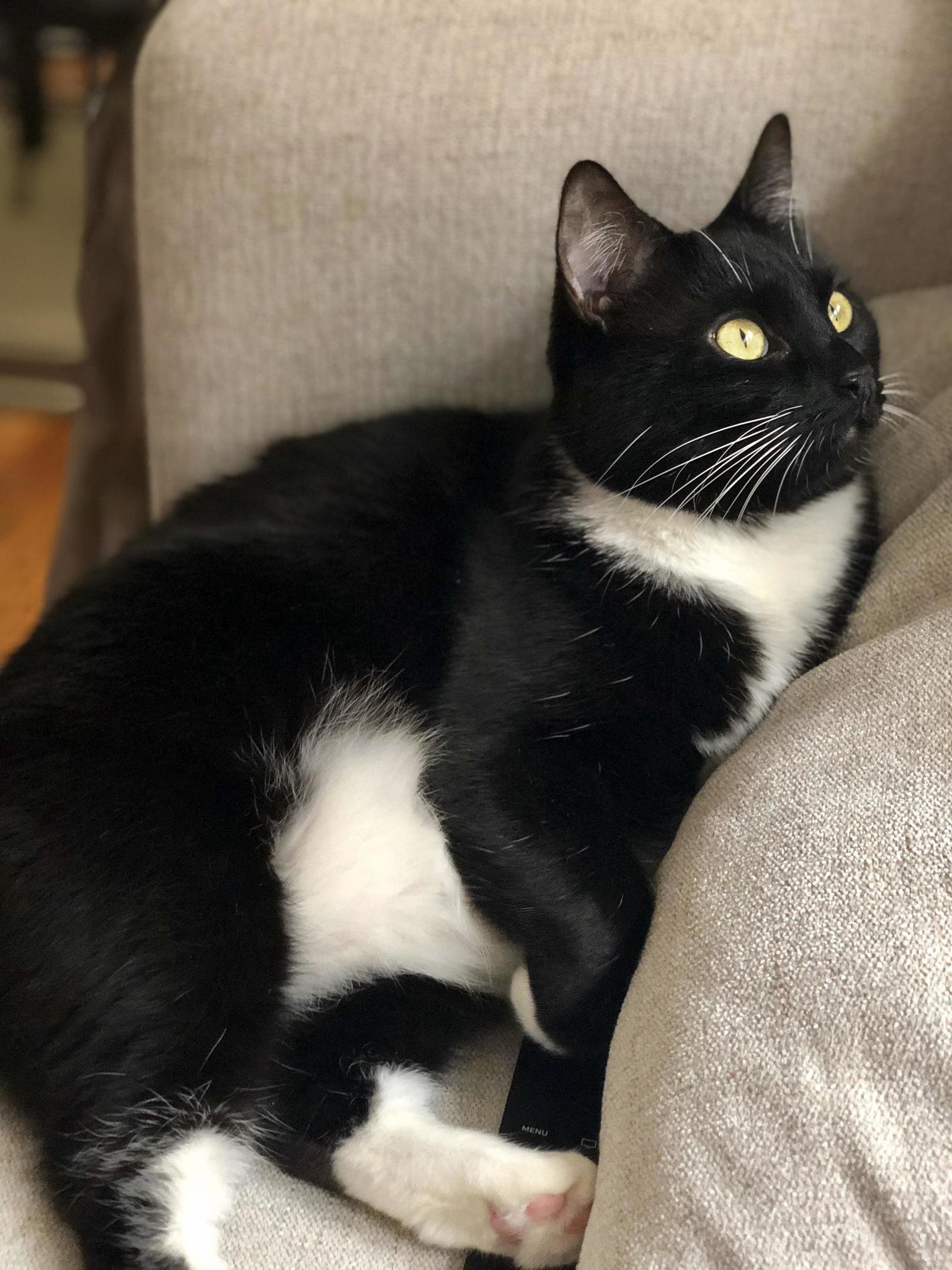 Luna Ft. Grade a Toe Beans