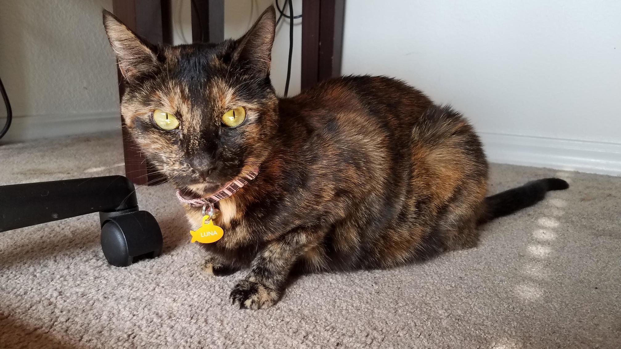 Luna in the Sun [Photo]