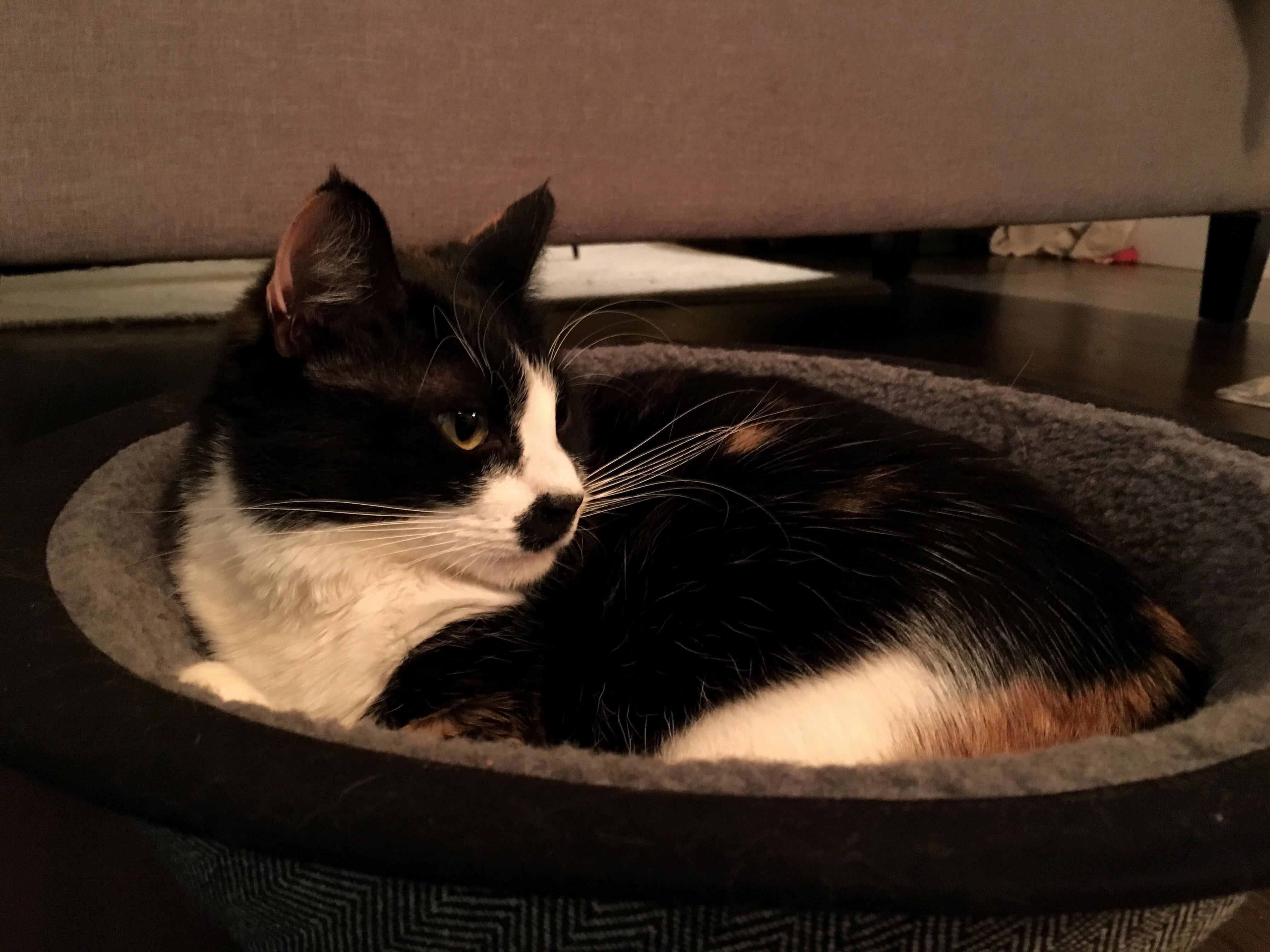 Luna Wearing Her Fierce (Plus Size) Model Face