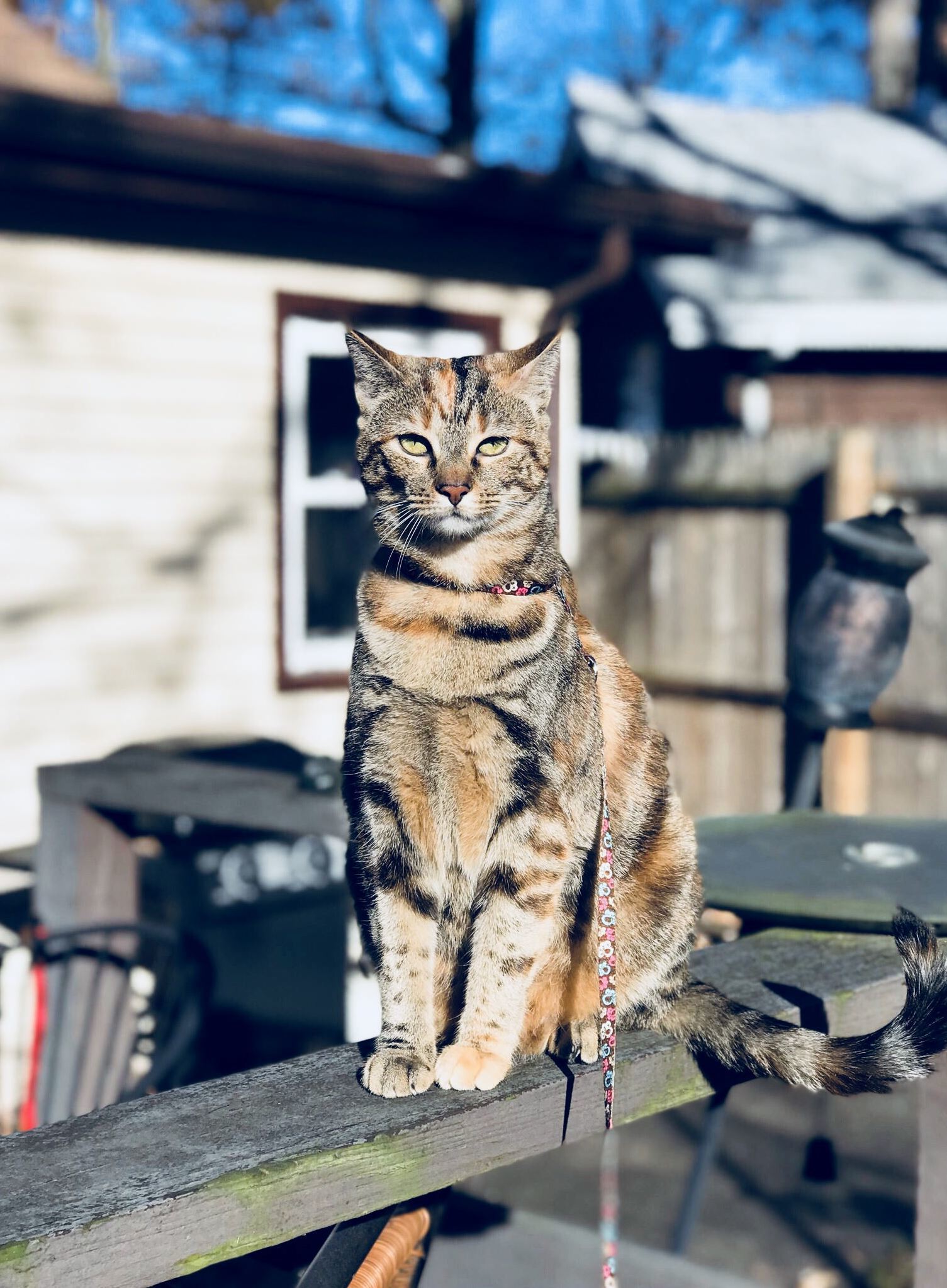 Luna Great at Leash Training & Looking Pretty!