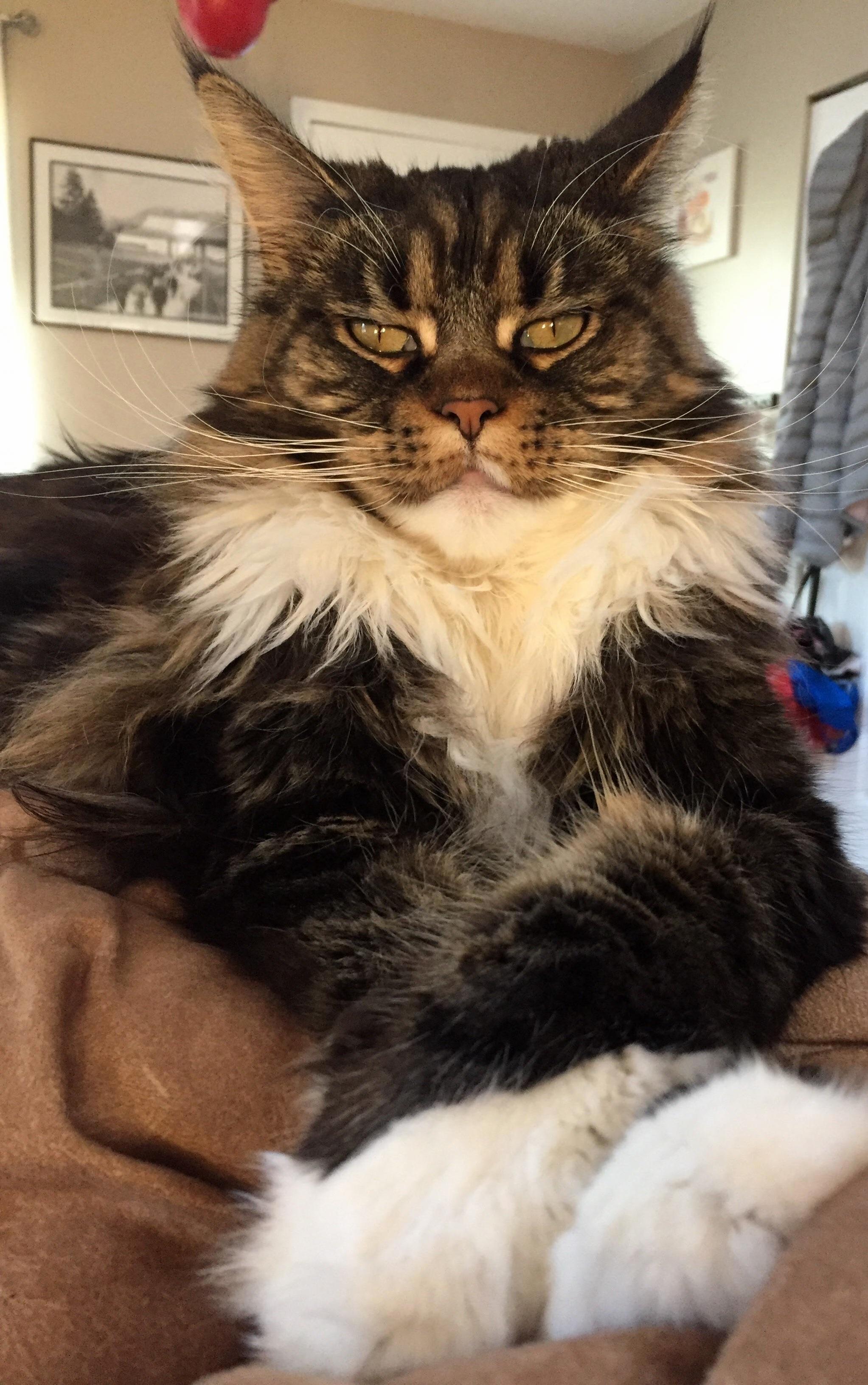 Magnificent Beast.