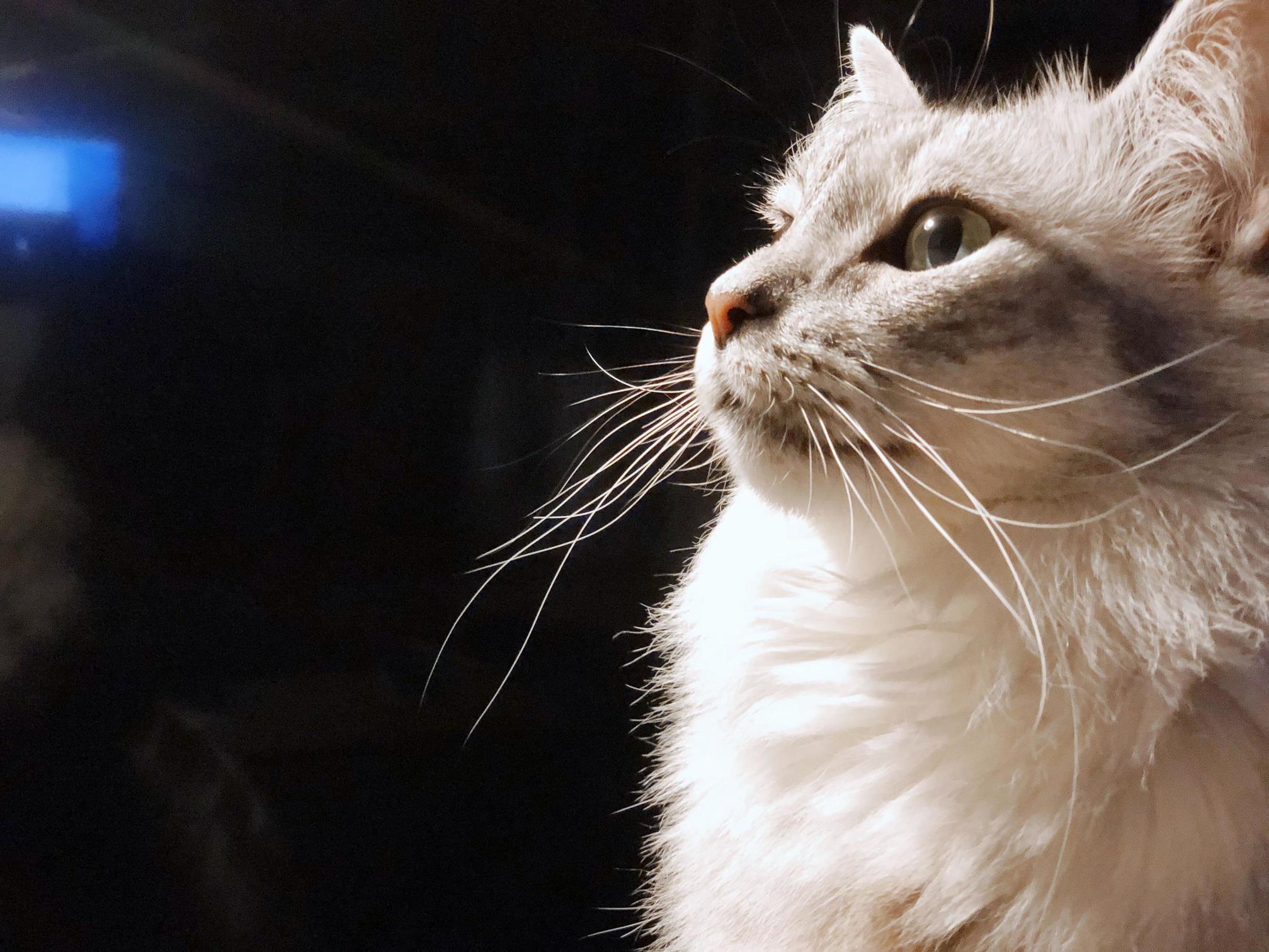 Majestic Af