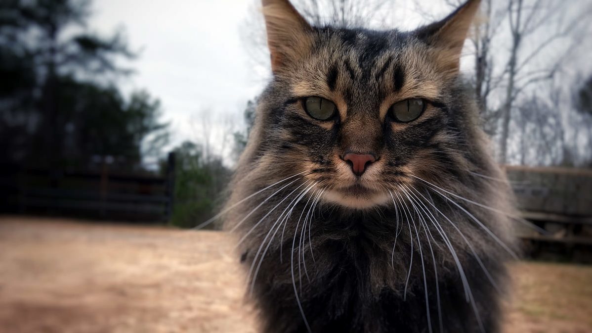 Max the Barn Cat. He Was Brought on to Help Control the Mice. He Does Not Do That.