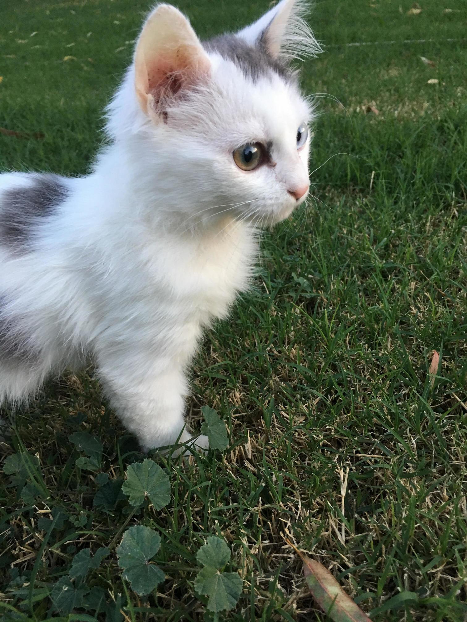 Me and My Girlfriends Cat Stella, Shes Older Now but Enjoy Her Being Photogenic!