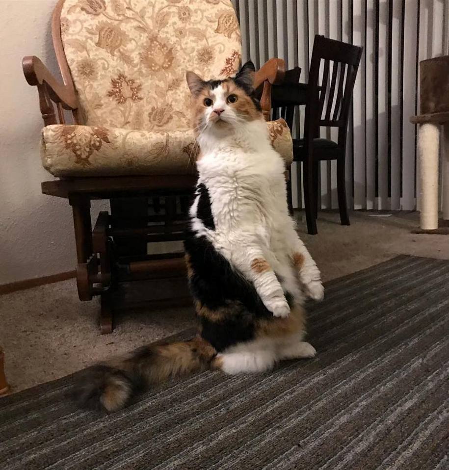 Meercat
