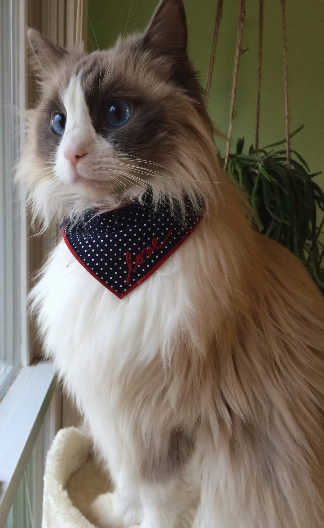 Meet Akira