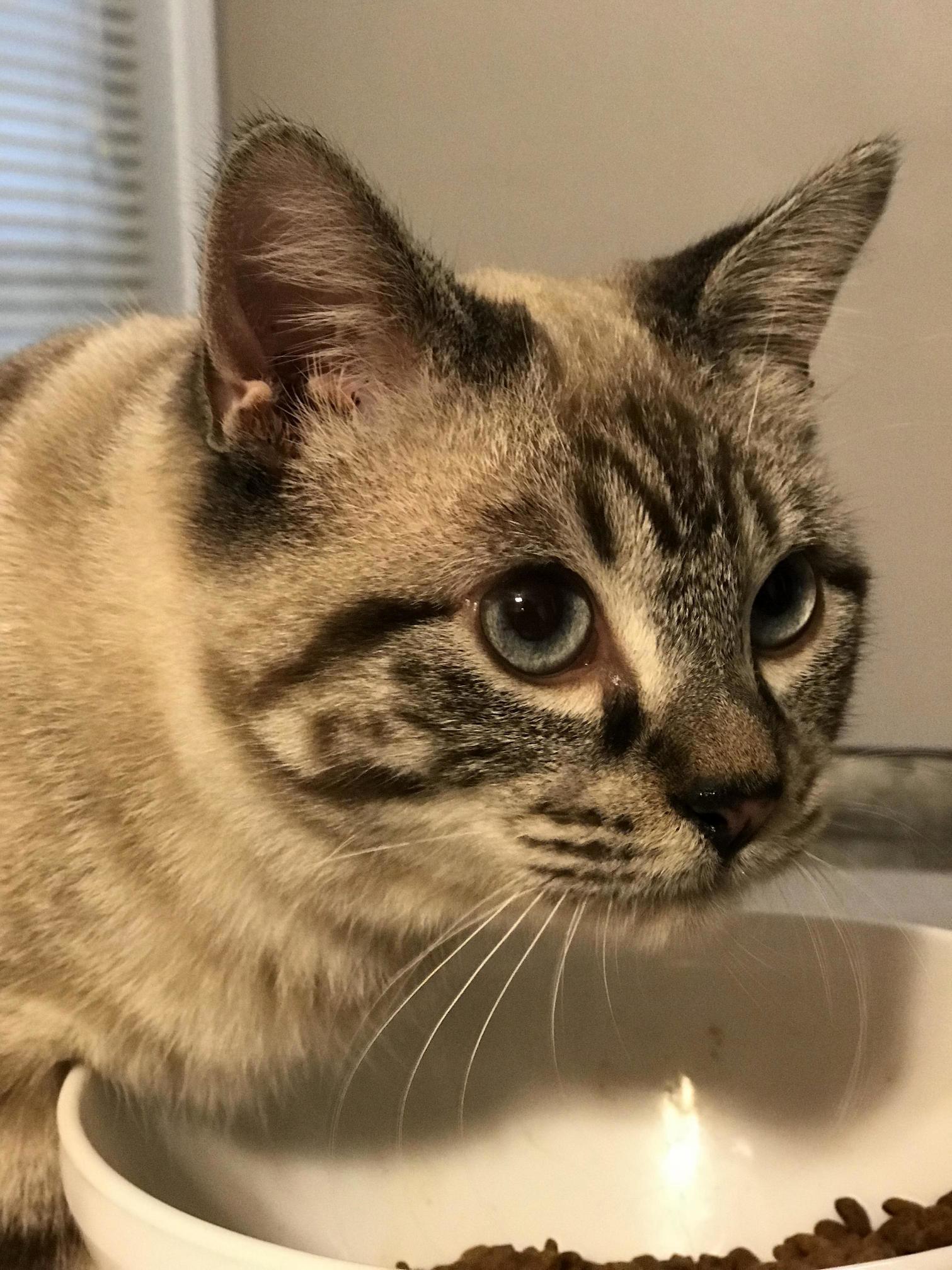 Meet Arnold, Our 9 Month Lynx Point