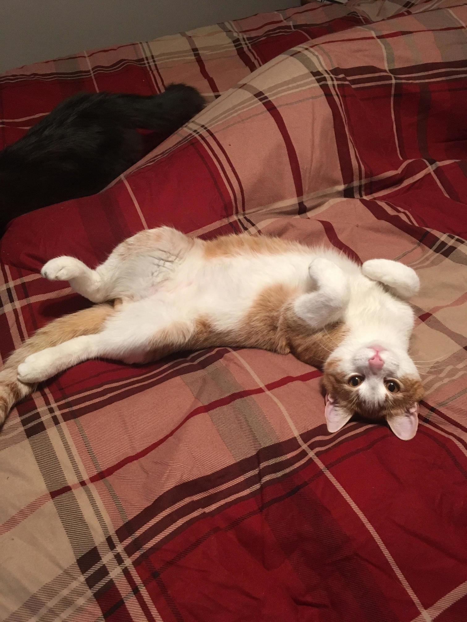 Meet Bilbo Baggins. Also Known As Little Bastard.