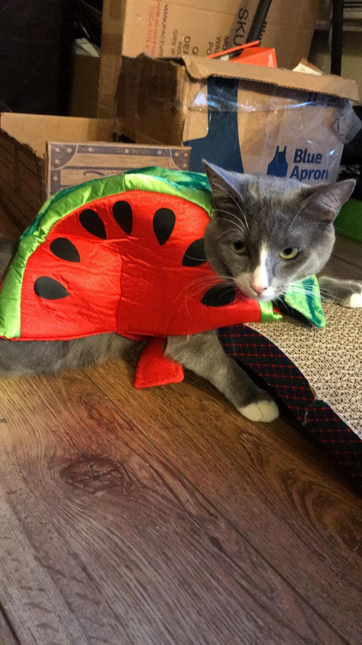 Meet Me Little Watermelon, Tom