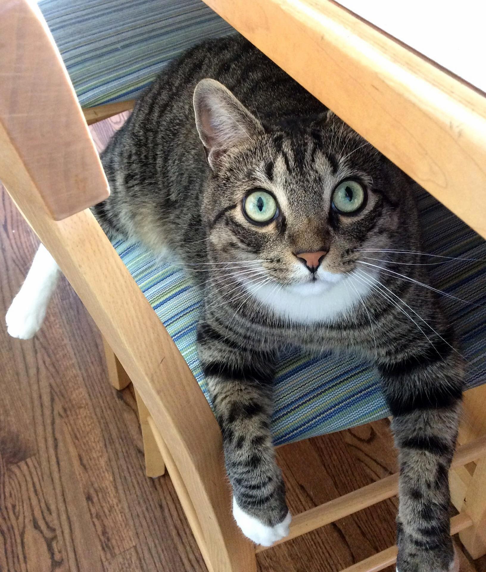 Meet Ollie. His Eyes Are Always Wide Open and He Cant Meow.